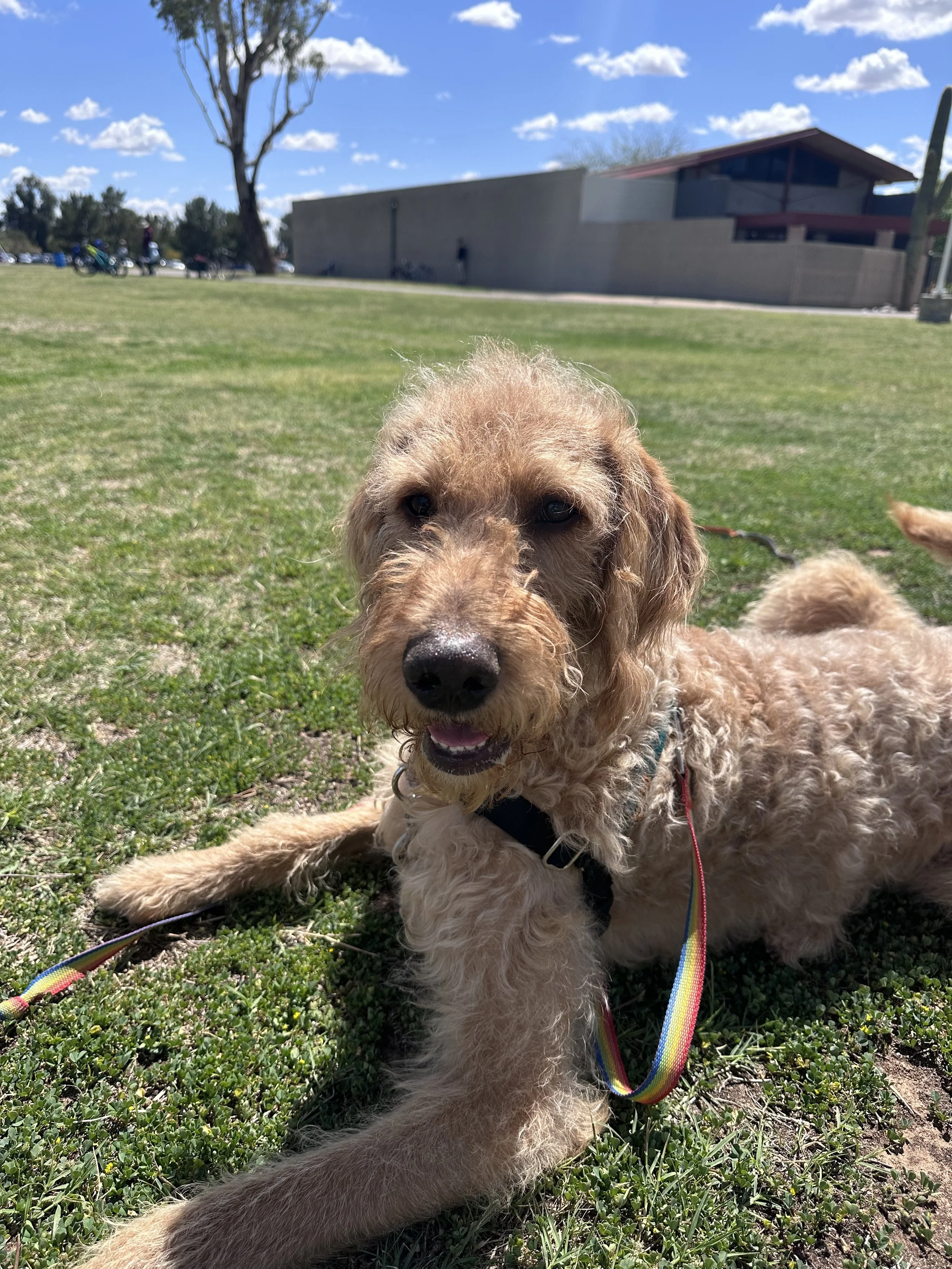 A smiling light-colored dog with curly fur laying on grass in a park on a sunny day with blue sky and clouds.
