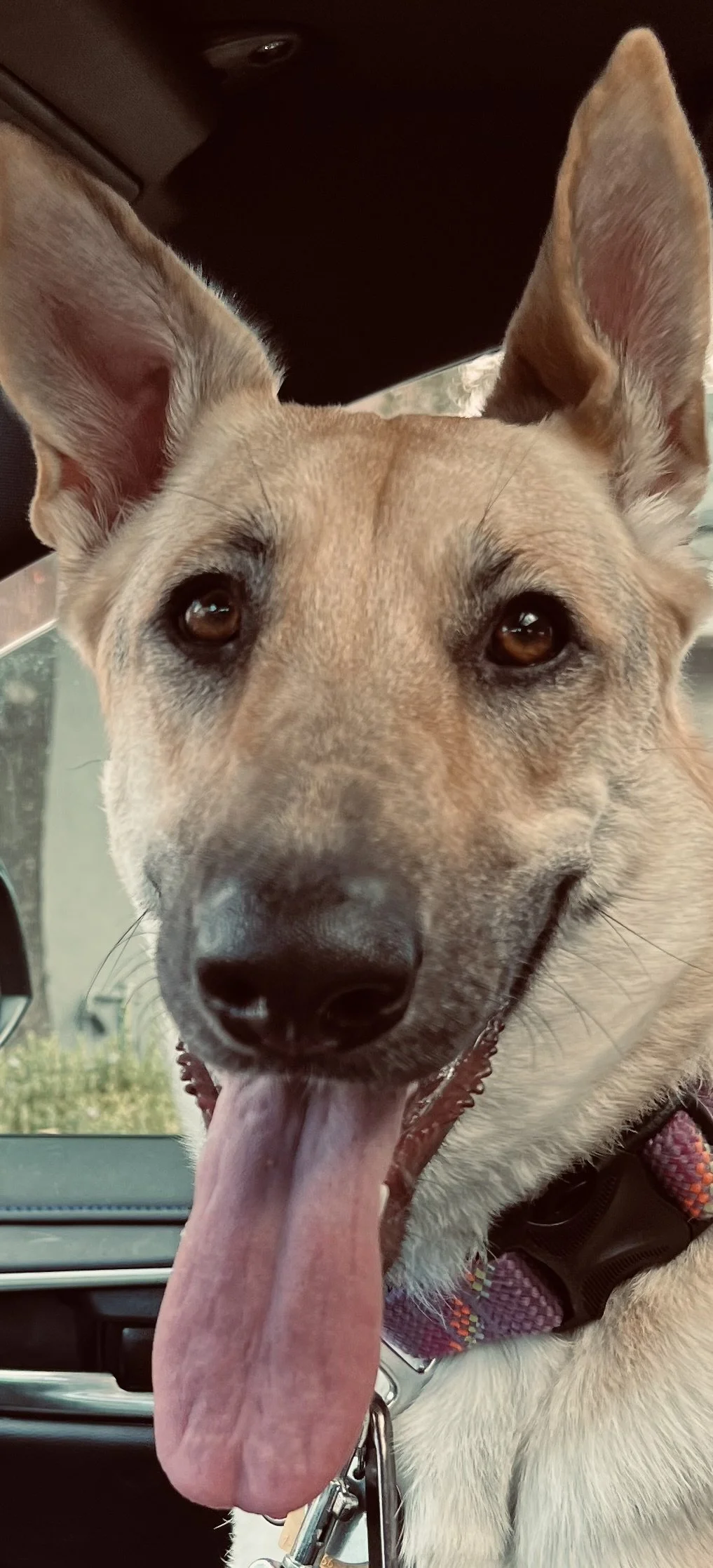 Close-up of a happy dog with light brown fur, large ears, and a pink tongue sticking out, inside a vehicle.