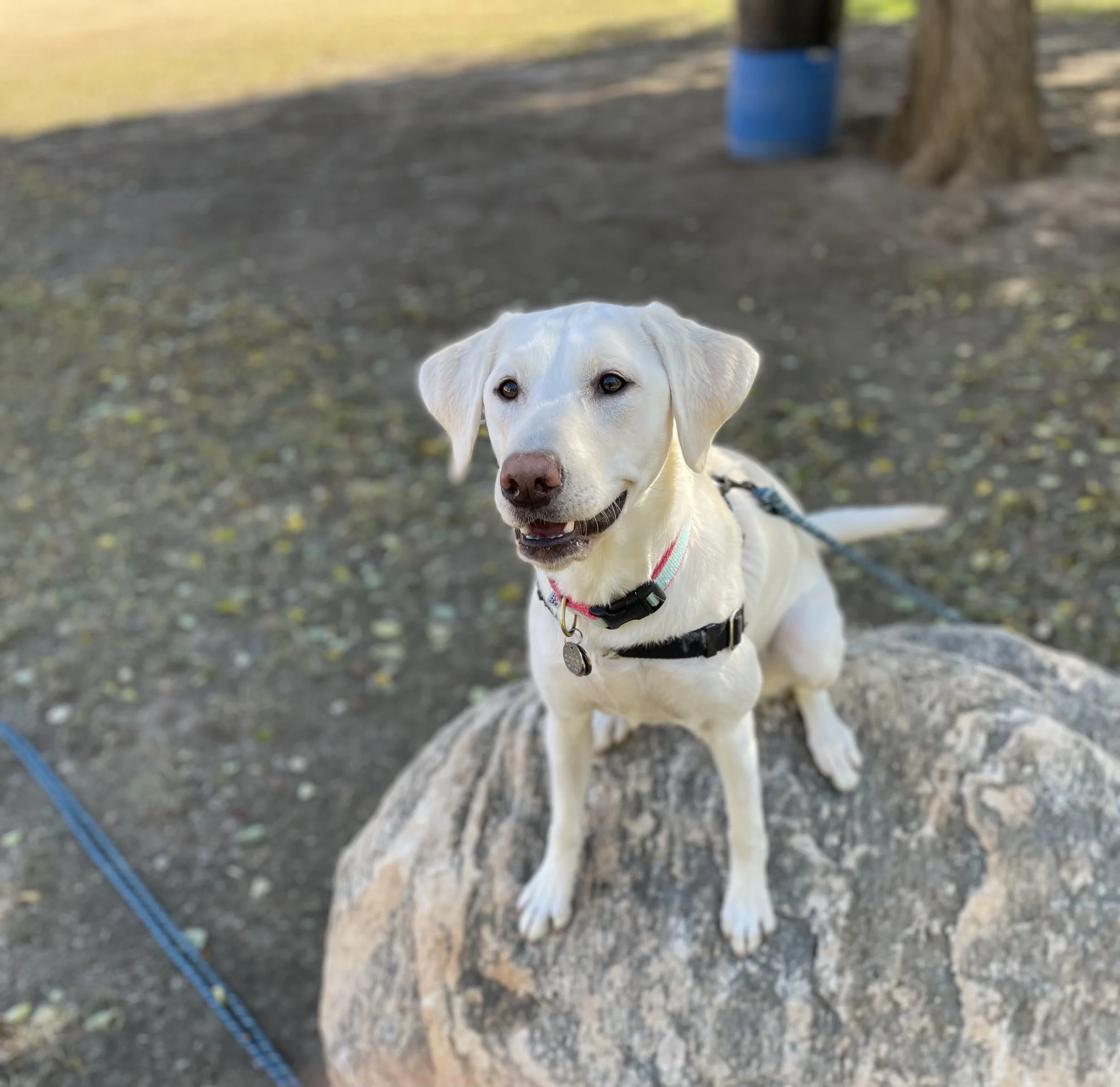 A happy yellow Labrador Retriever sitting on a rock outdoors, wearing a harness with a leash, and looking at the camera with an open mouth.