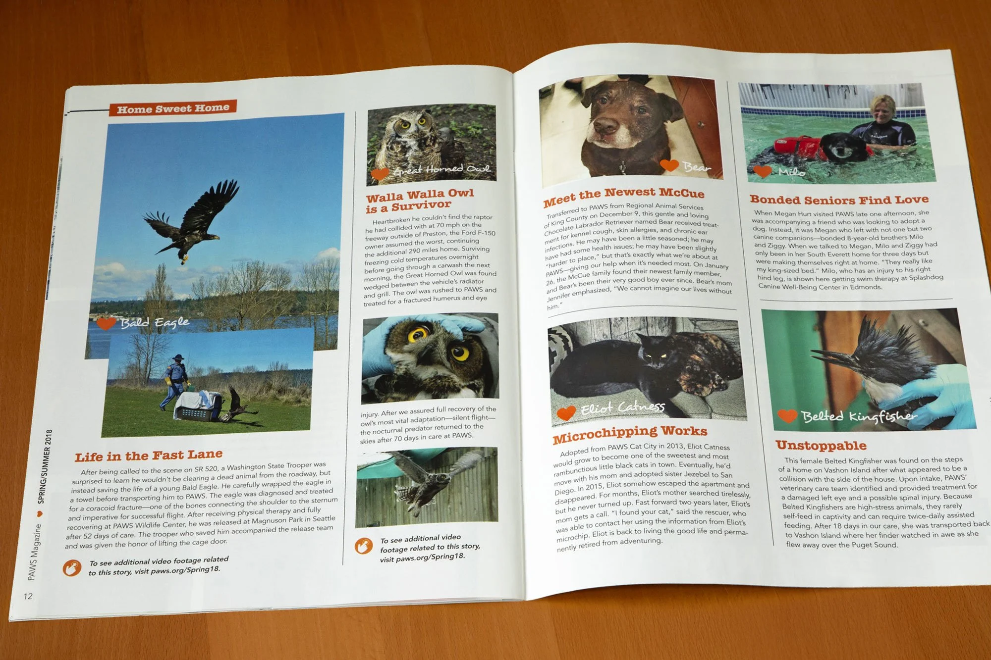 paws-colorful-animal-nonprofit-magazine-spread-featuring-animal-articles-4-designed-by-edwina-bell-design-port-angeles-graphic-designer.jpg