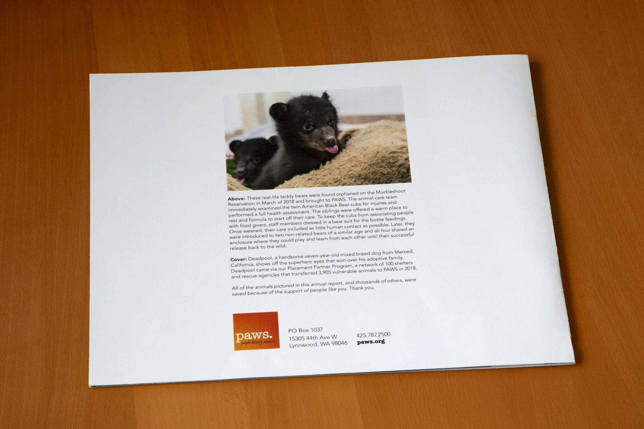 paws-full-color-nonprofit-annual-report-back-page-featuring-a-bear-cub-designed-by-edwina-bell-design-port-angeles-graphic-designer.jpg