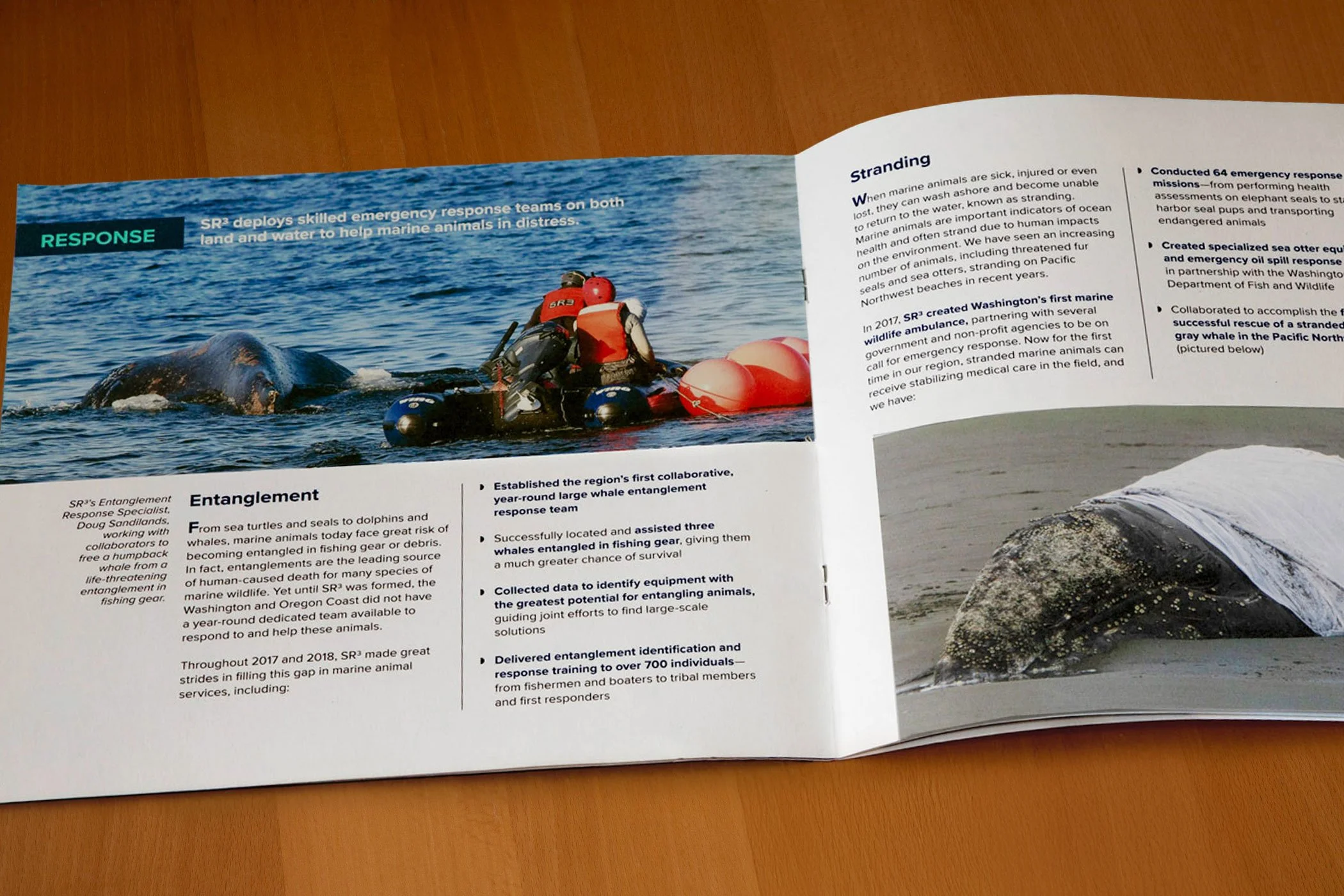 sr3-nonprofit-full-color-annual-report-featuring-sea-life-rescue-designed-by-edwina-bell-design-port-angeles-graphic-designer.jpg