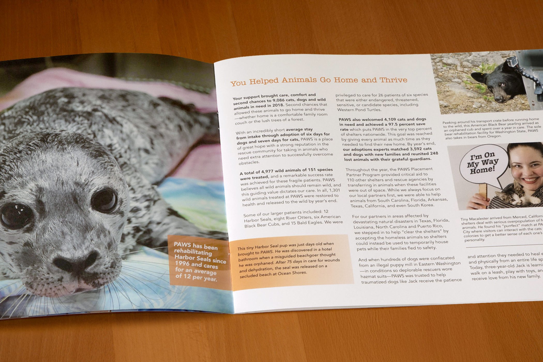 paws-full-color-nonprofit-annual-report-inside-spread-featuring-a-seal-and-animal-stories-designed-by-edwina-bell-design-port-angeles-graphic-designer.jpg