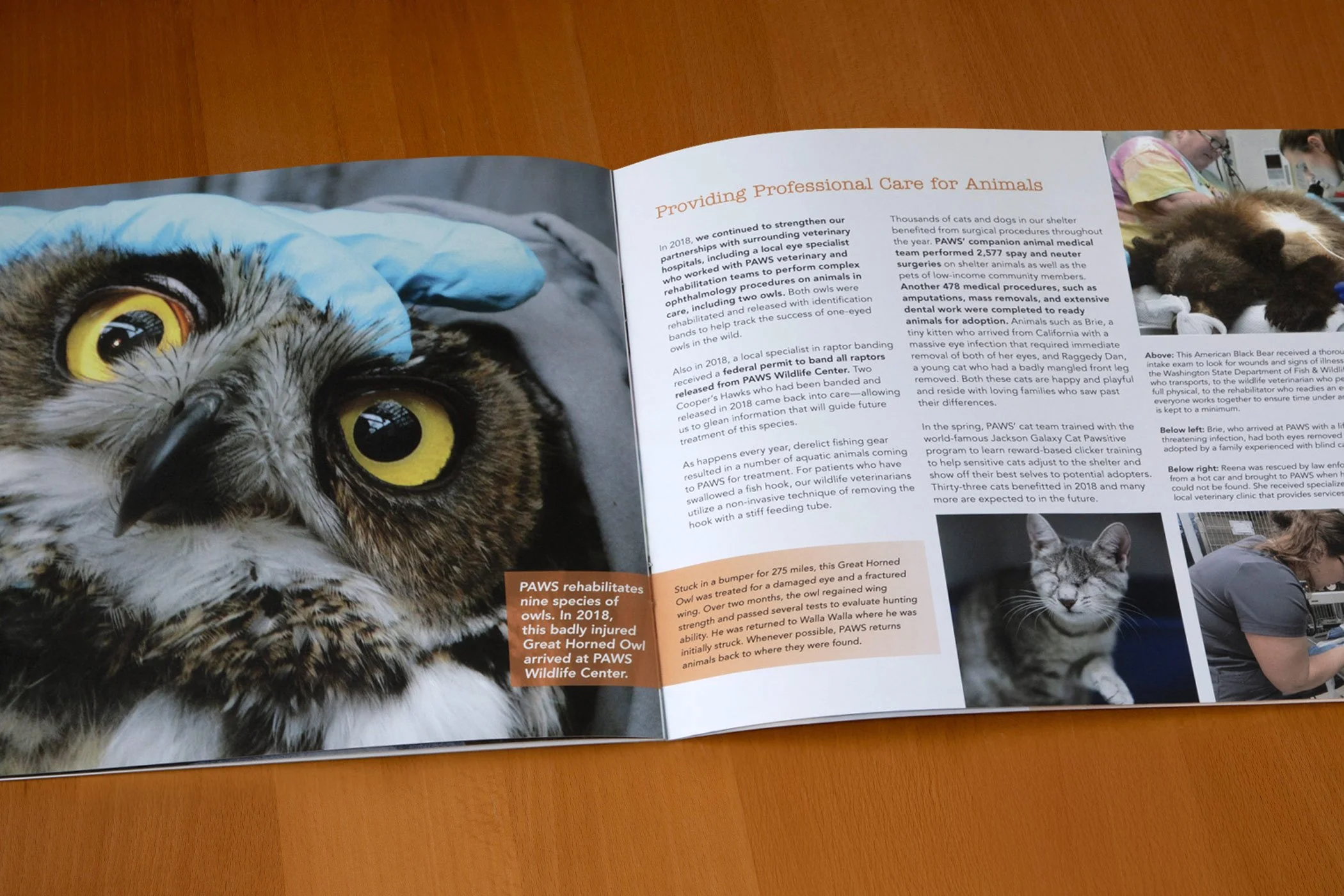paws-full-color-nonprofit-annual-report-inside-spread-featuring-an-owl-being-examined-by-a-wildlife-vet-designed-by-edwina-bell-design-port-angeles-graphic-designer.jpg