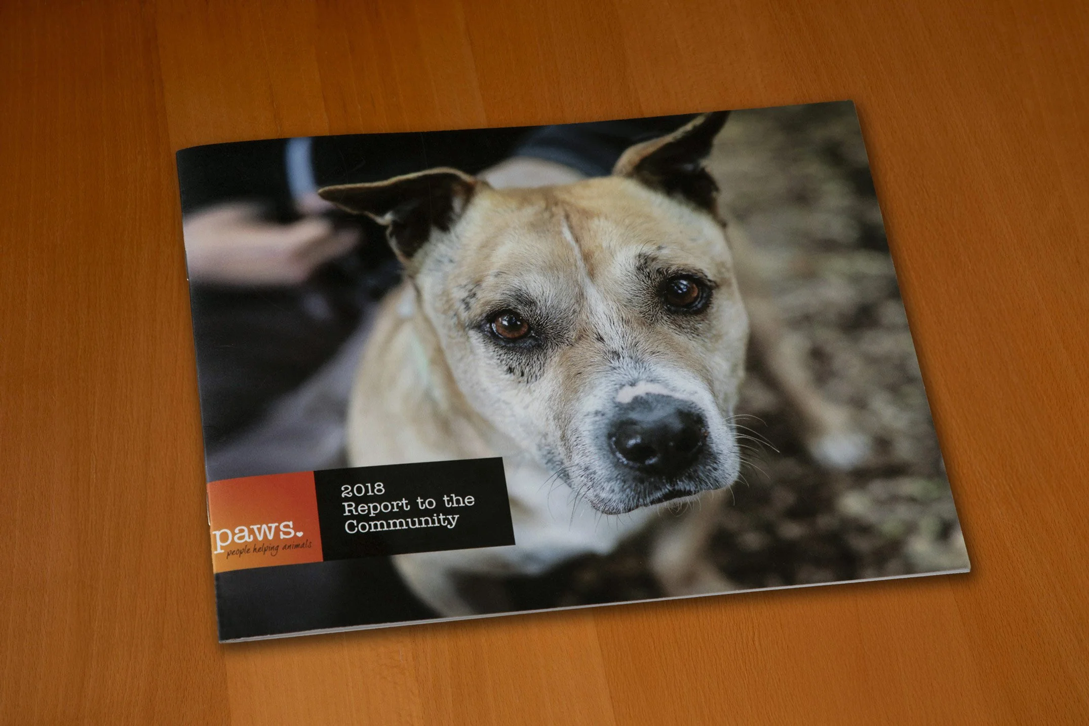 paws-full-color-nonprofit-annual-report-cover-featuring-a-handsome-dog-designed-by-edwina-bell-design-port-angeles-graphic-designer.jpg