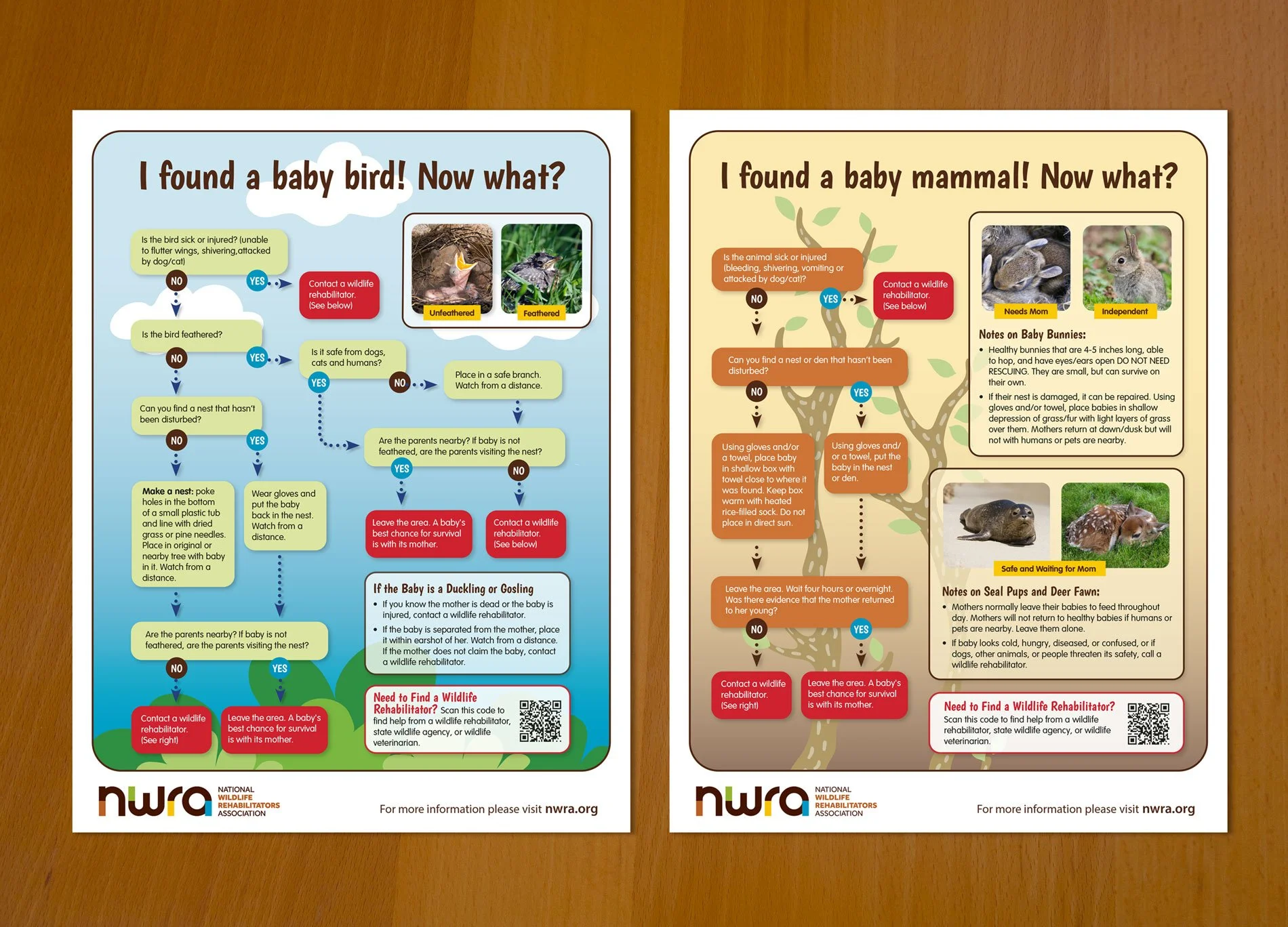 Helping injured wildlife and birds educational flyers