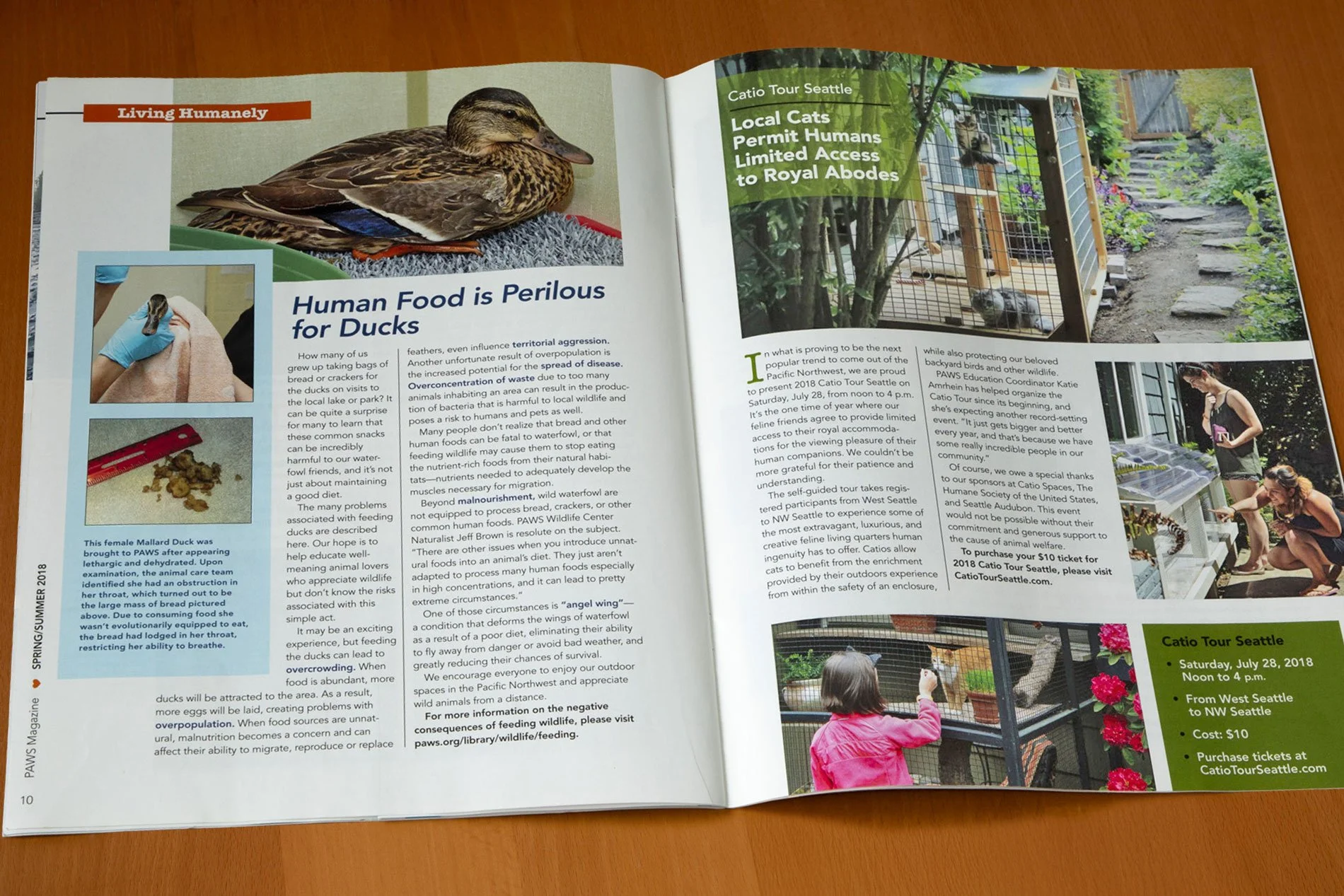 paws-colorful-animal-nonprofit-magazine-spread-featuring-animal-articles-2-designed-by-edwina-bell-design-port-angeles-graphic-designer.jpg