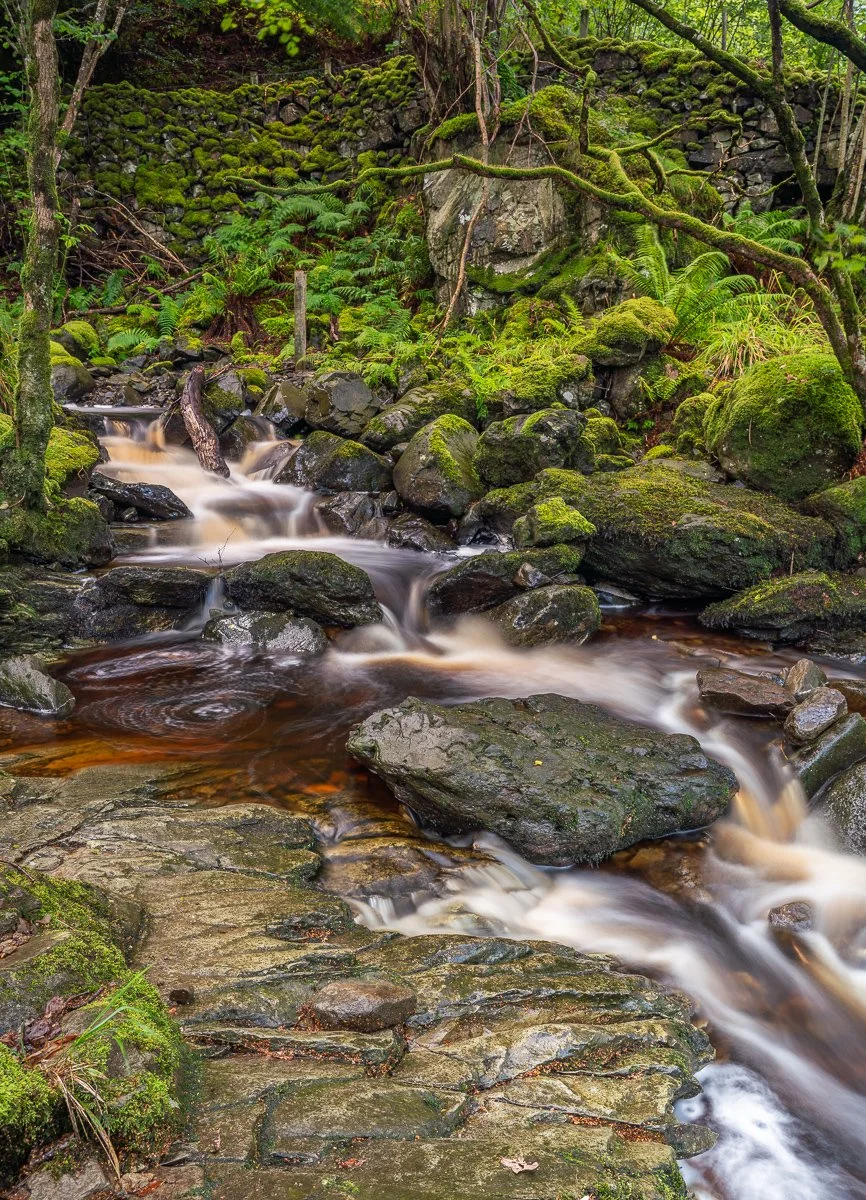 A flowing mountain stream with moss-covered rocks and lush green ferns in a dense forest.