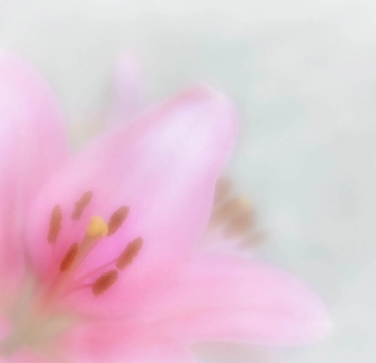 Close-up of a pink lily flower with soft-focus background.
