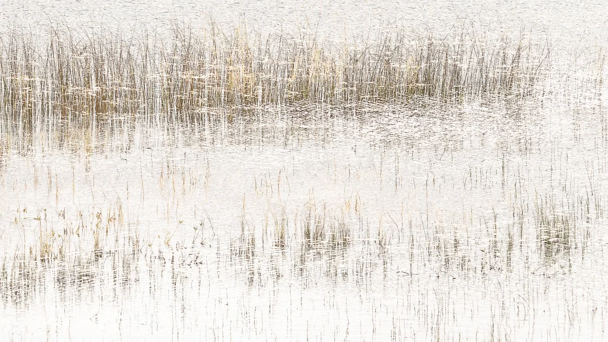 A tranquil lake with tall reeds and grasses along the shoreline, their reflections visible in the still water, creating a peaceful natural scene.