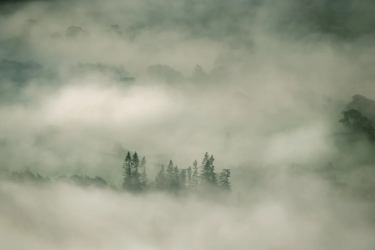 The tops of trees trough a very misty scene