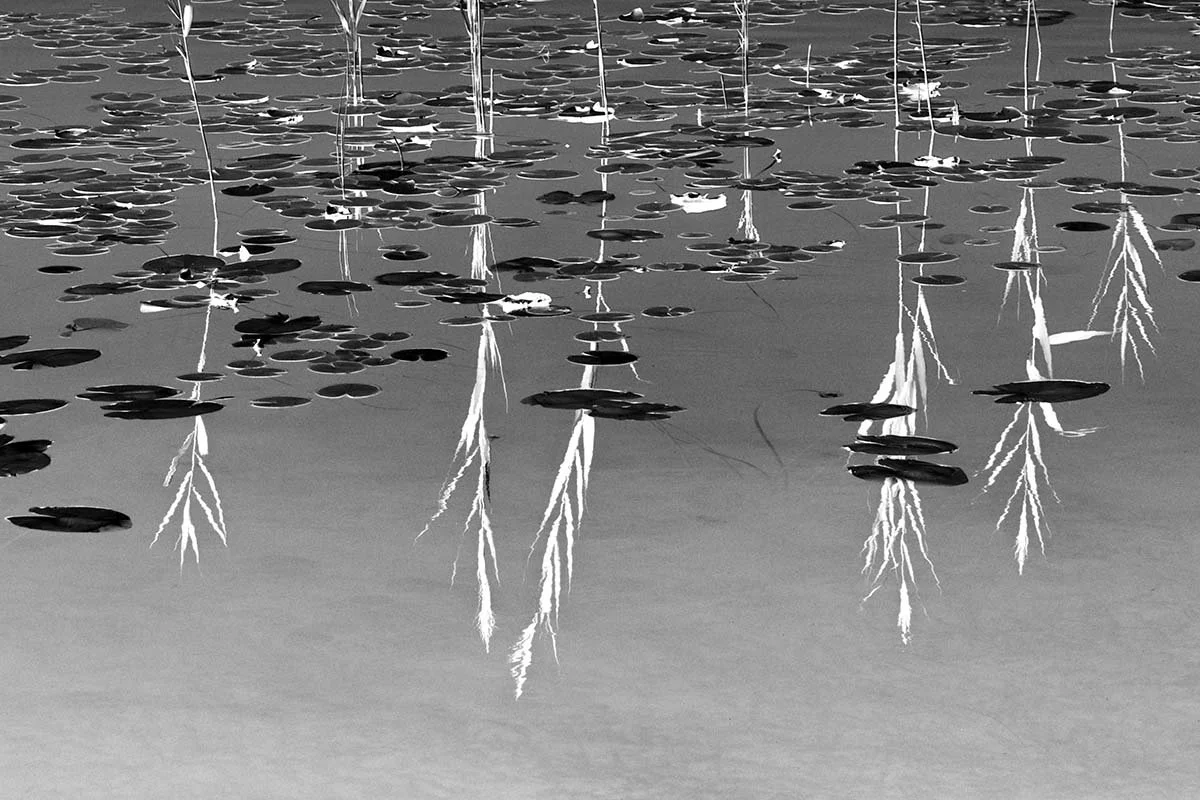 Black and white photo of sailboat masts reflected in a calm body of water with lily pads floating on the surface.