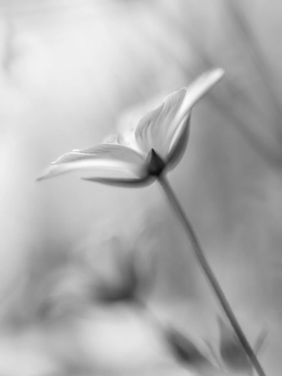 2M6A3442-Edit.jpg