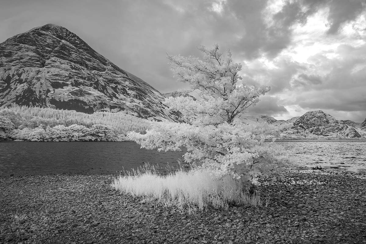 Infrared Tree 21.6.23
