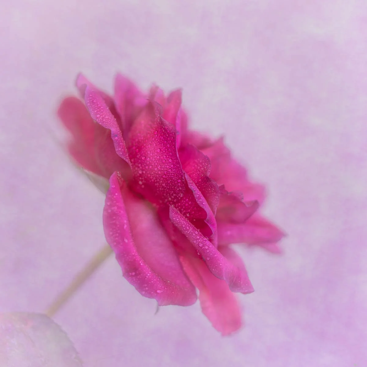 Close-up of a pink flower petal with water droplets on it.