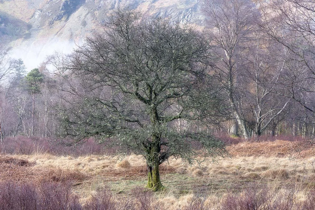 A solitary leafless tree in a grassy field with a forest and mountains in the background.