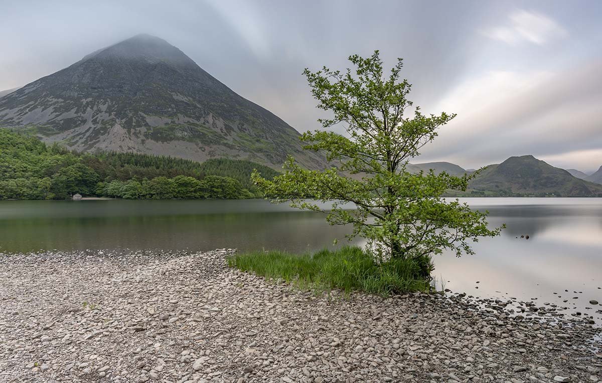 Crummock Tree 24.5.23