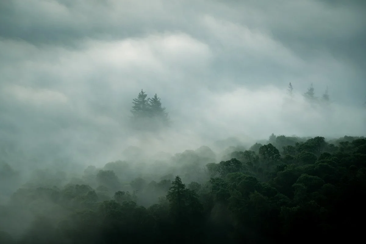 A foggy forest scene with tall trees partially obscured by clouds and mist.