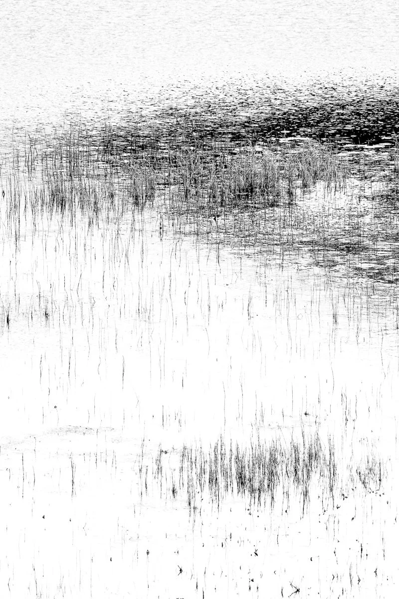Black and white photo of a body of water with tall grasses and reeds near the shore.