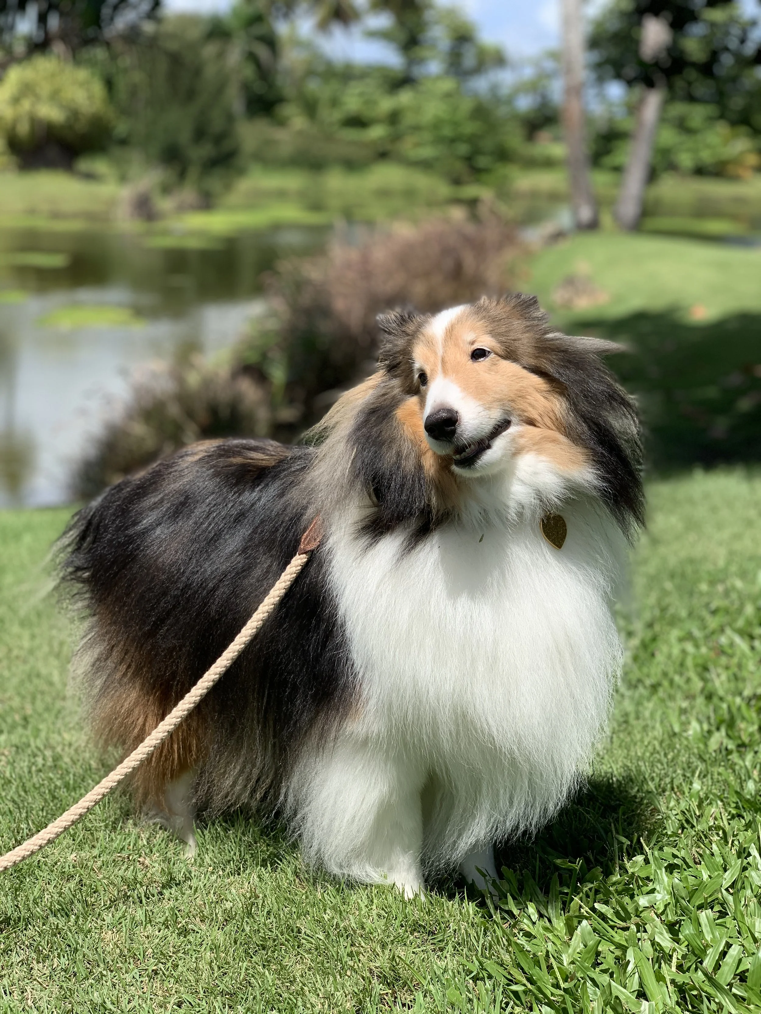 A Shetland Sheepdog standing on green grass near a pond, with trees and a clear blue sky in the background.