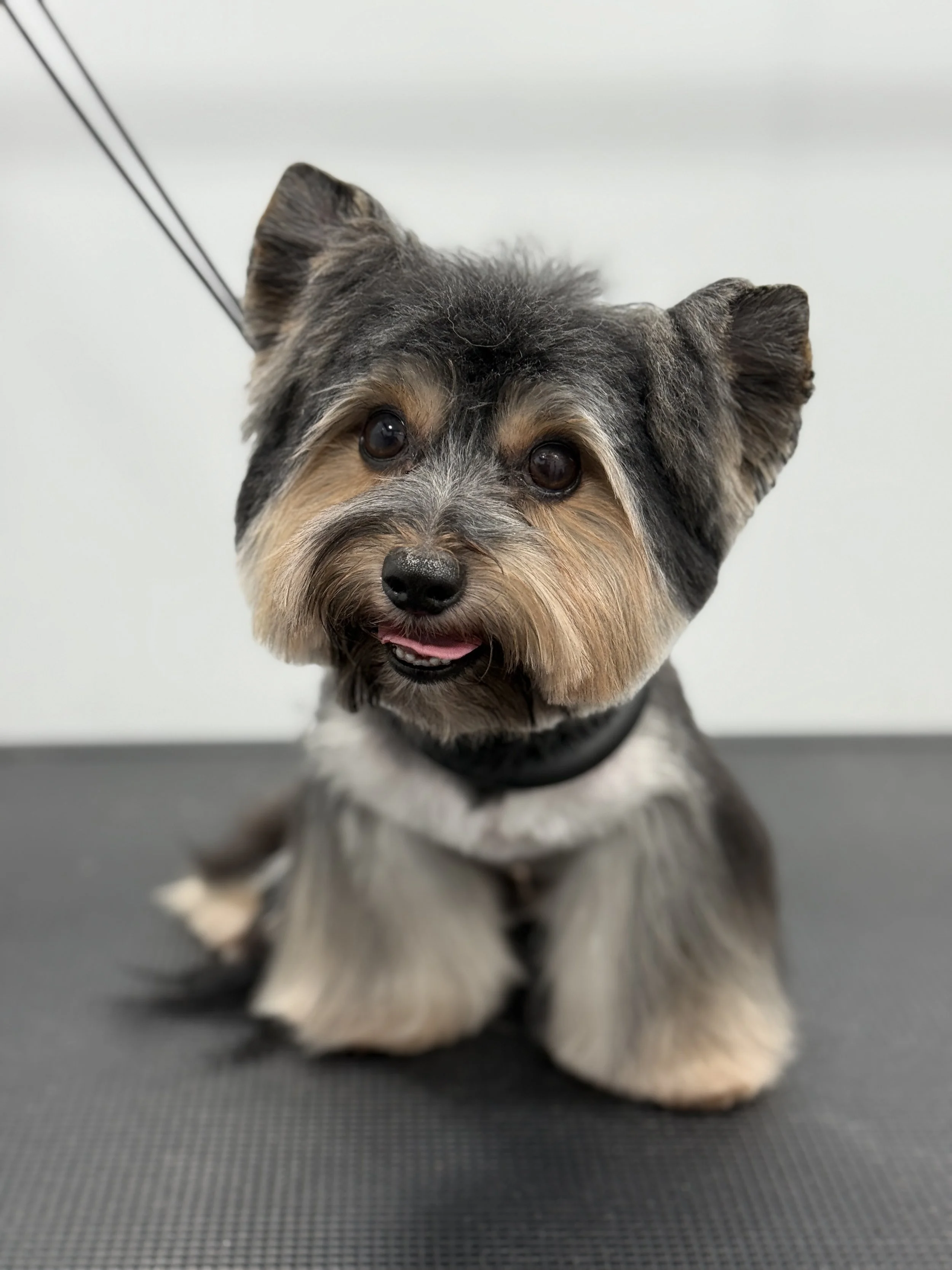 Cute small dog with a black and tan coat sitting on a grooming table, looking at the camera with its tongue slightly out.