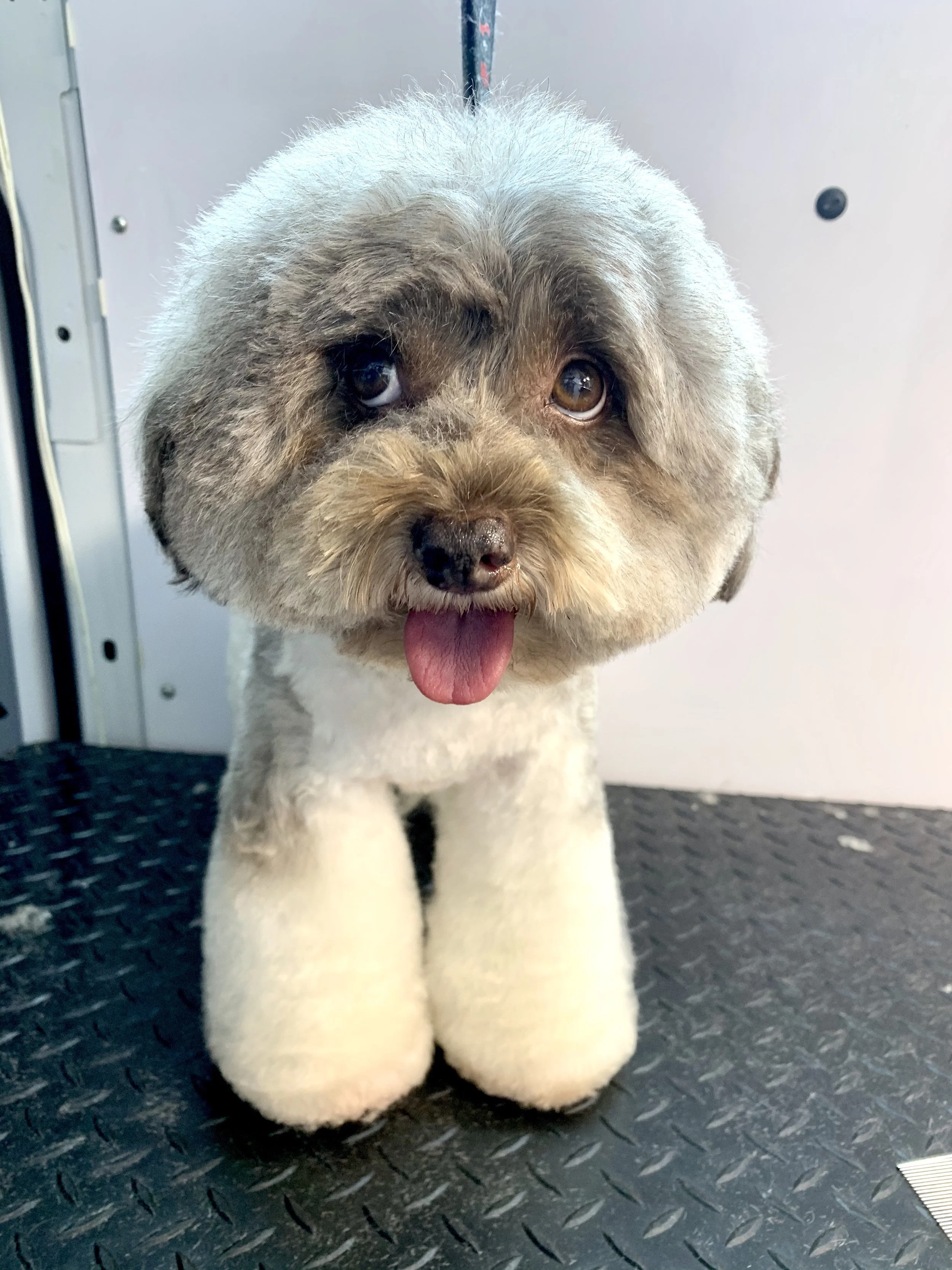 Cute dog with fluffy light brown and gray fur, sitting on a textured black surface, with its tongue sticking out.