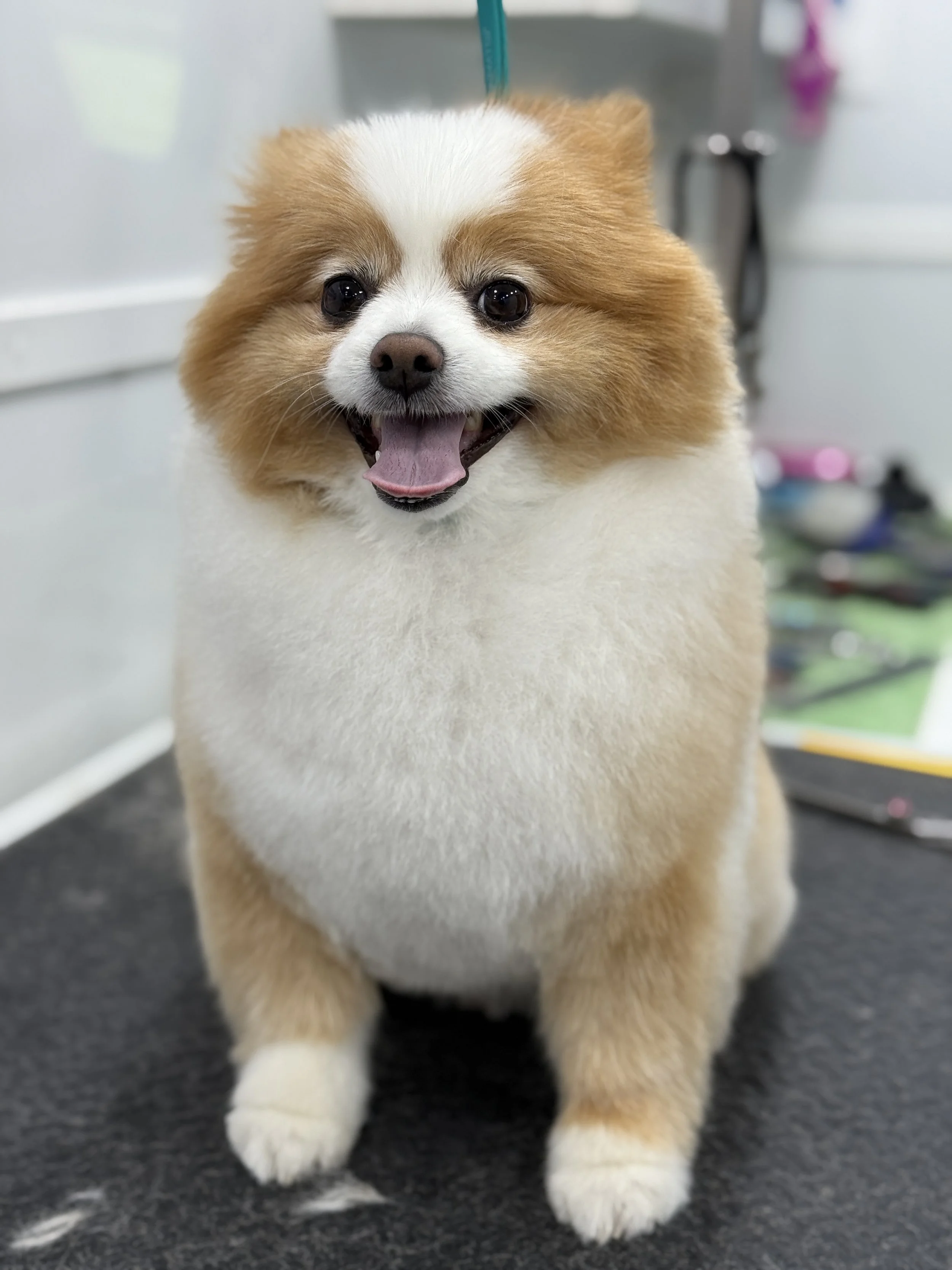 A happy fluffy Pomeranian dog sitting on a grooming table with a blurred background.