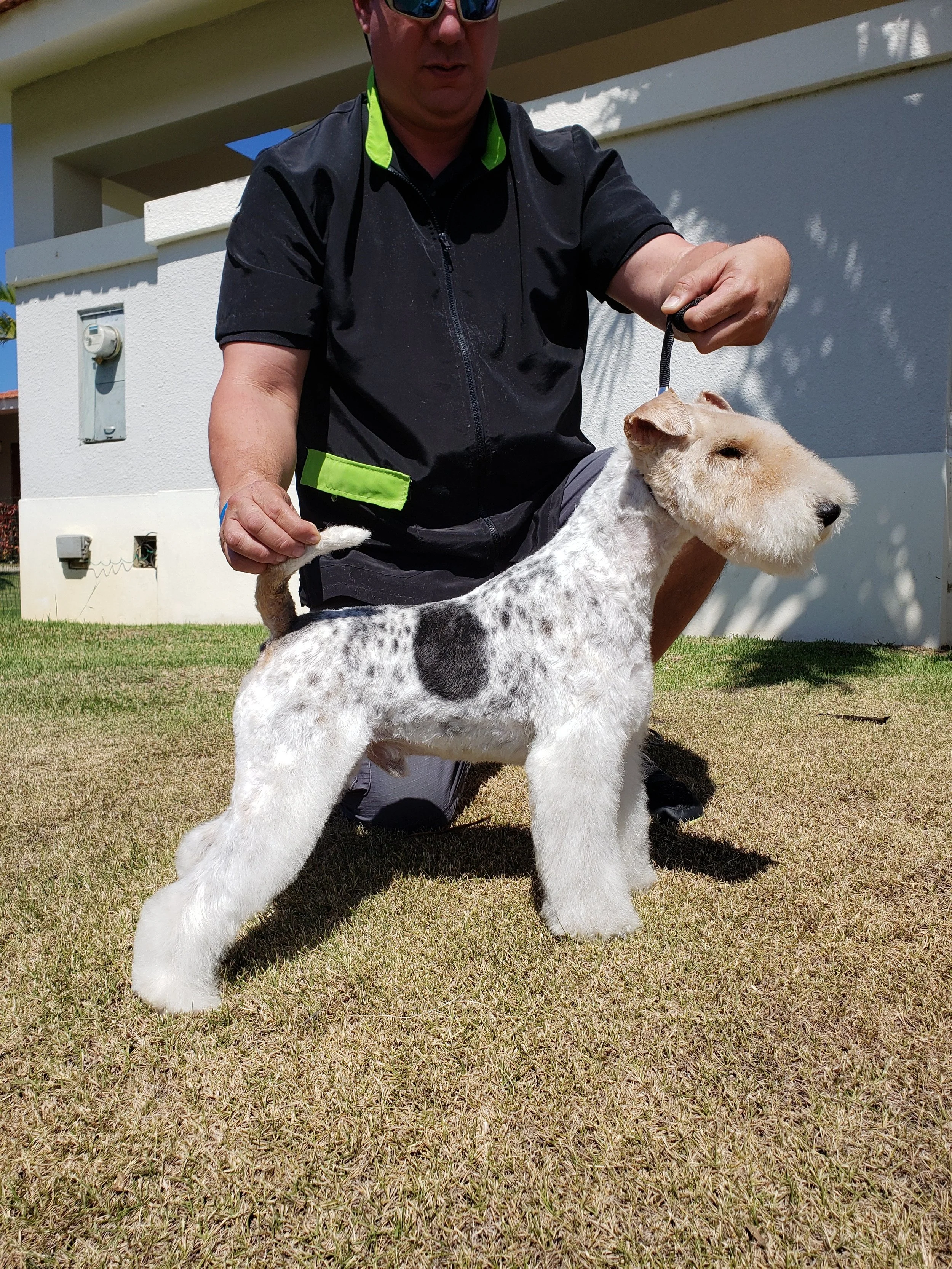 Man kneeling on grass holding a dog on a leash, the dog has a white coat with black spots and a brown face, standing outdoors in front of a white building with shadows from trees.