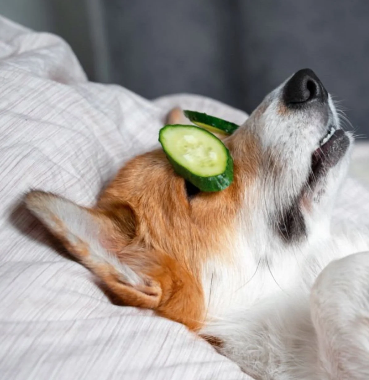 A dog lying on a bed with slices of cucumber resting on its neck and shoulder.