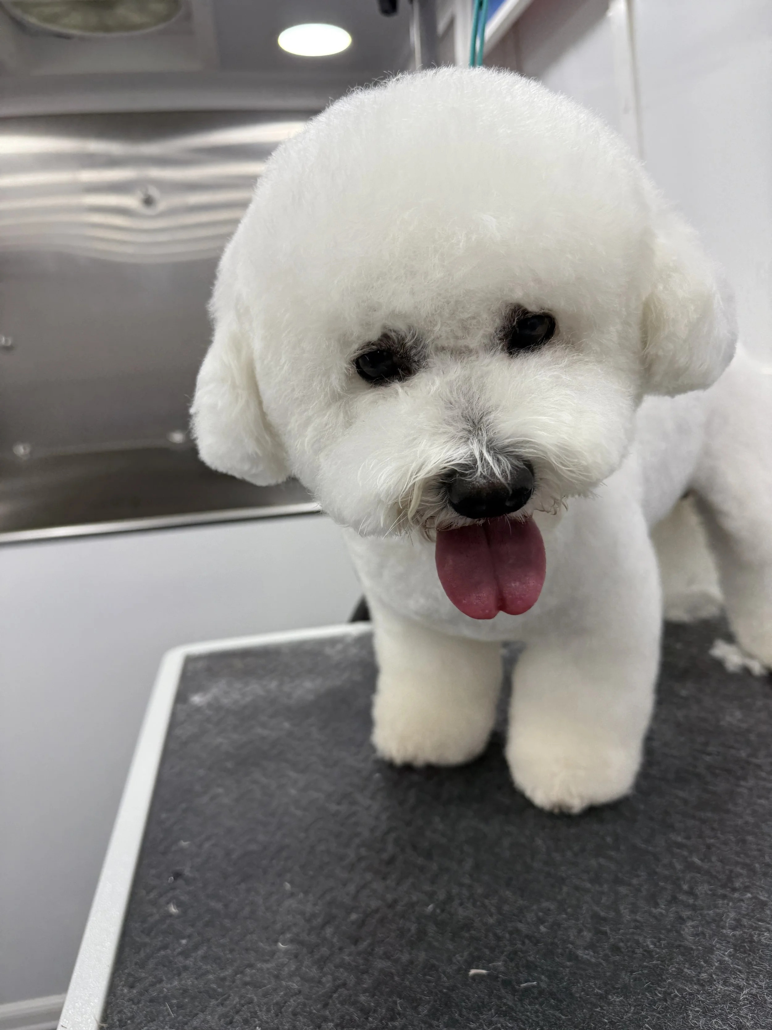 Cute white fluffy dog, possibly a Bichon or Maltese, with a fresh haircut, standing on a grooming table with its tongue out.