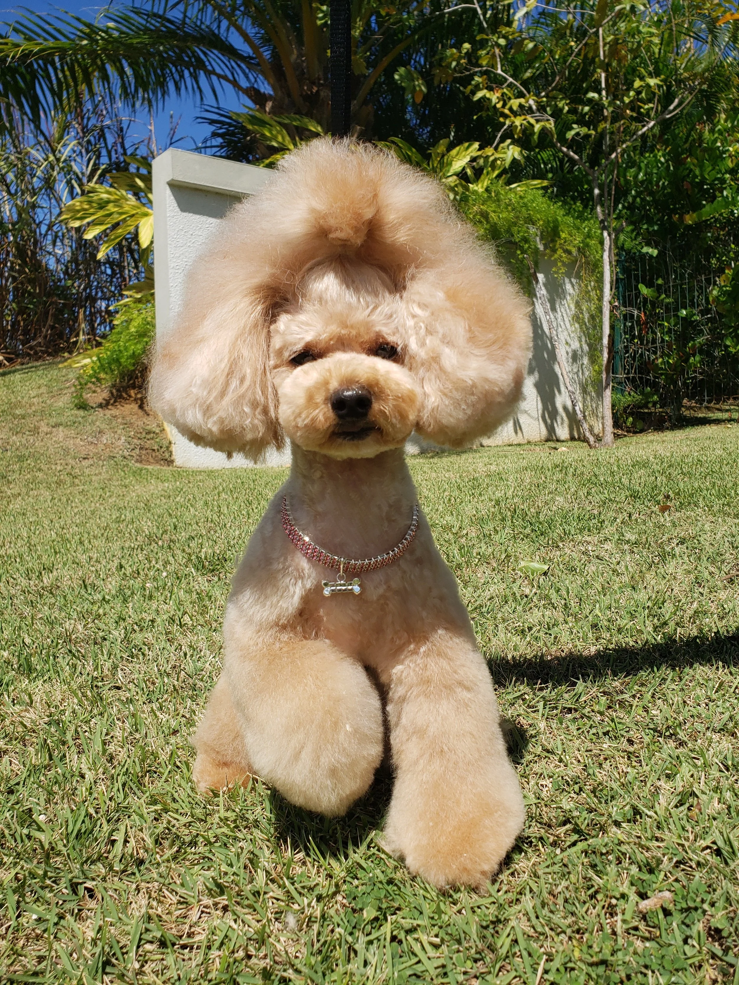 A small, fluffy apricot-colored poodle with a well-groomed coat and a puffy head, sitting on green grass in a sunny outdoor setting with plants and trees in the background.