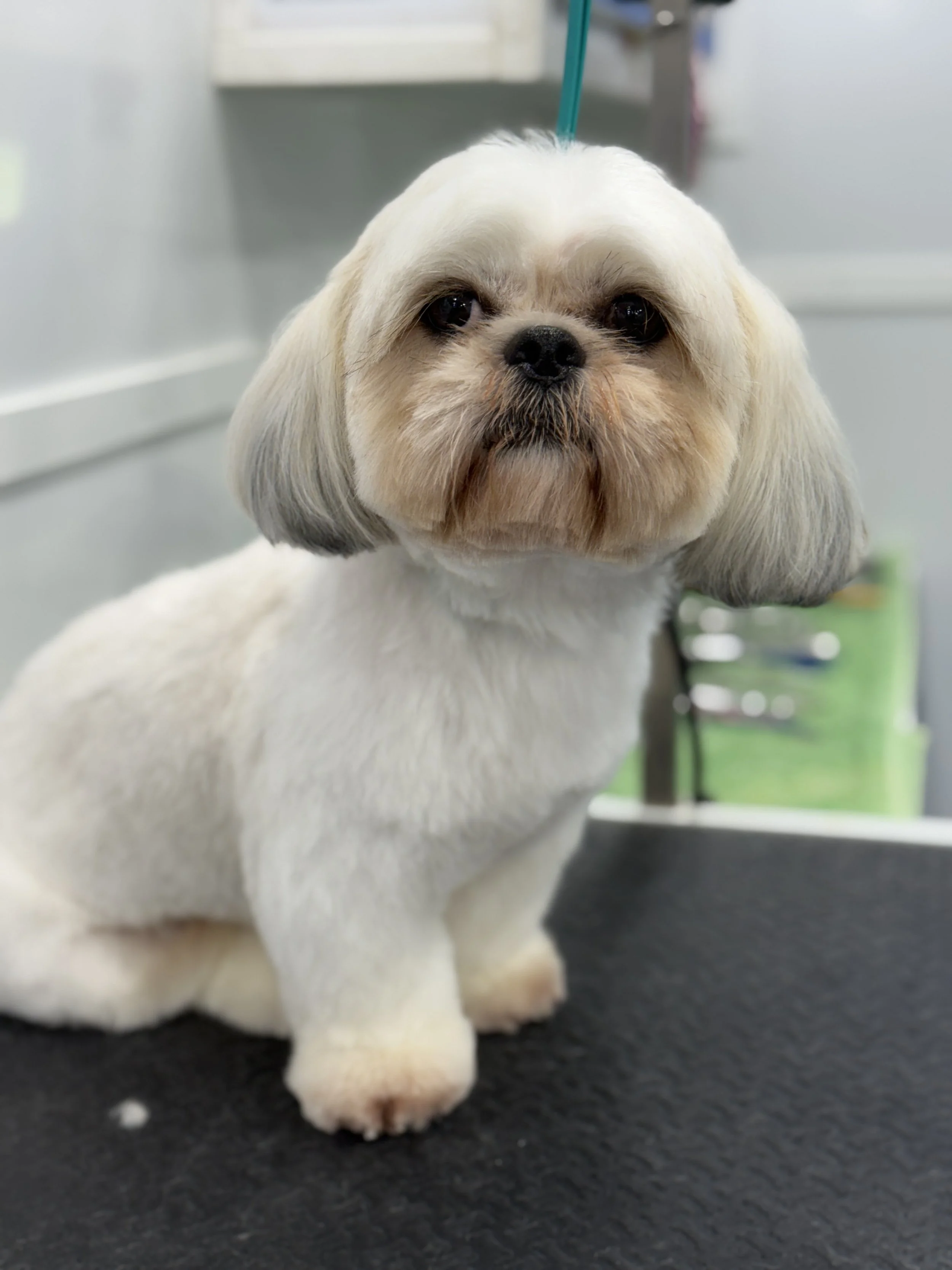 A small dog, possibly a Shih Tzu or similar breed, with a groomed appearance, sitting on a black table in a grooming salon. The background is blurred, showing grooming tools and a green area outside the window.