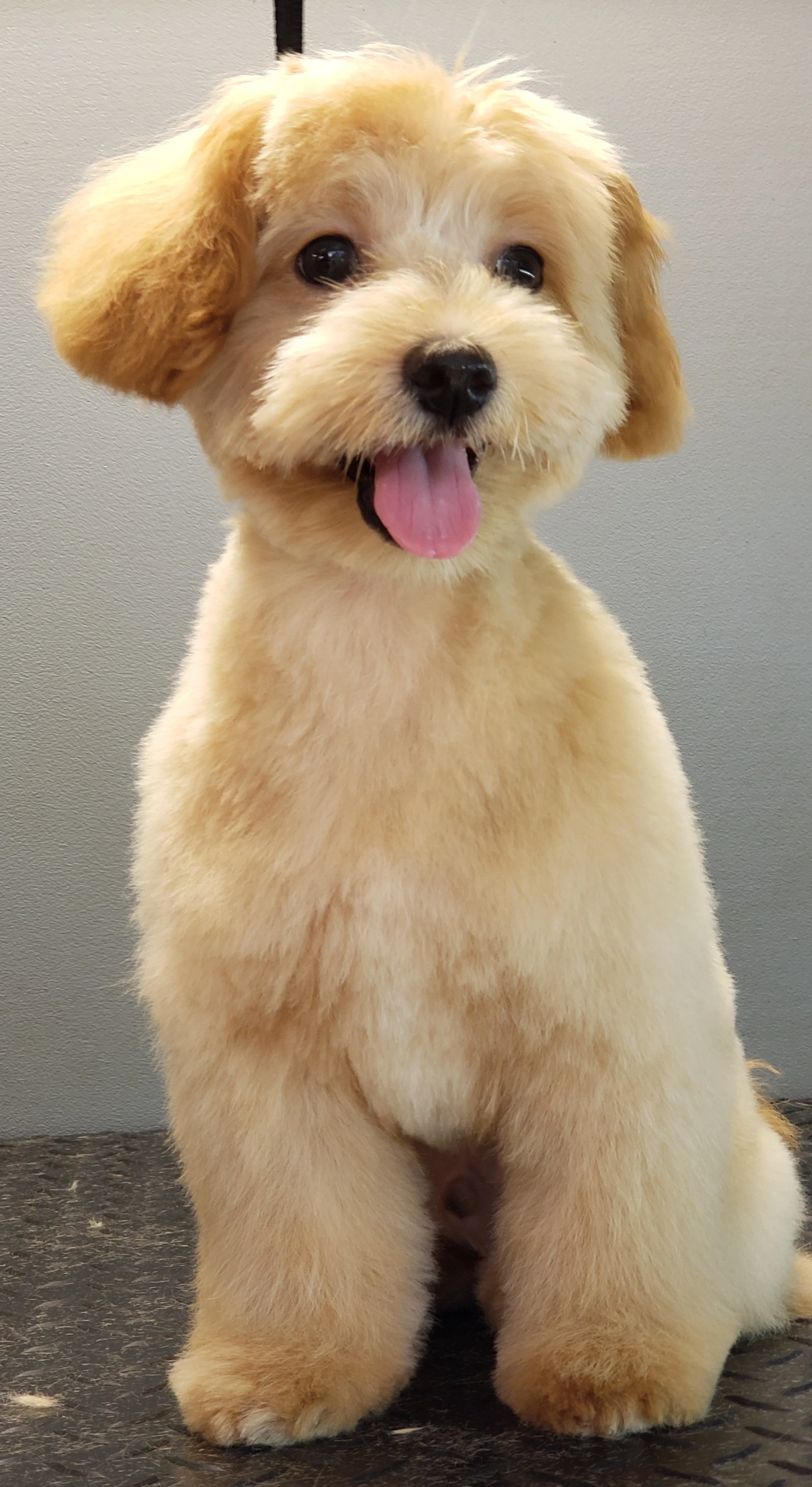 Cute, fluffy, light-colored puppy with floppy ears, sitting on a dark textured surface, looking happy with its tongue out.
