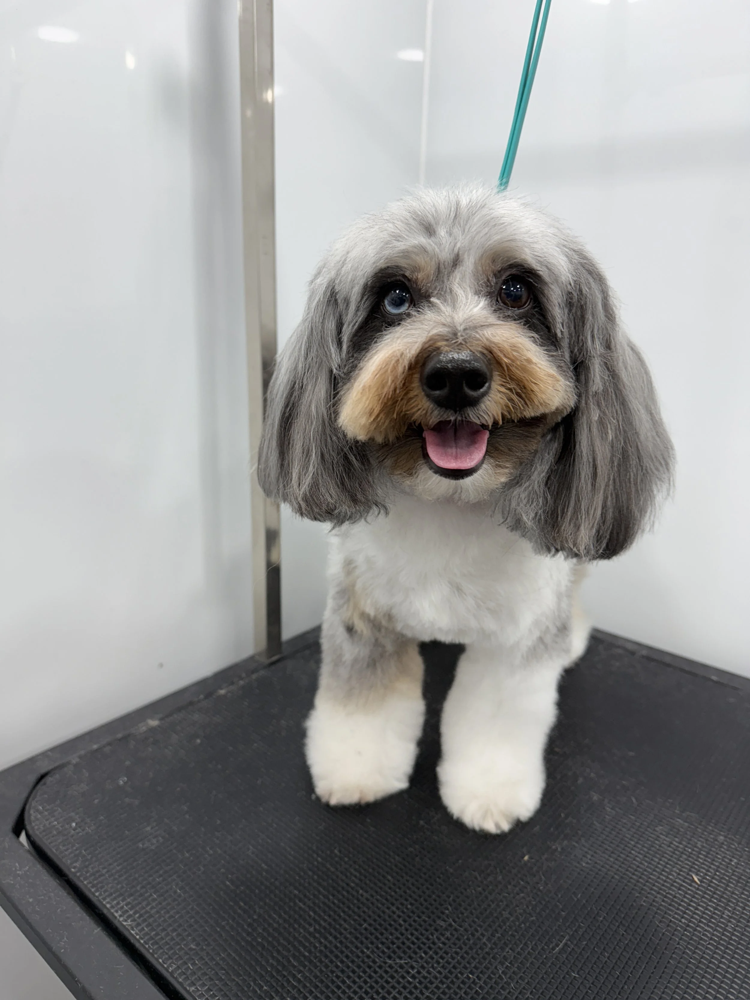 A small, fluffy dog with gray, black, and white fur, and one blue eye and one brown eye, standing on a grooming table with a black textured surface in a grooming area.