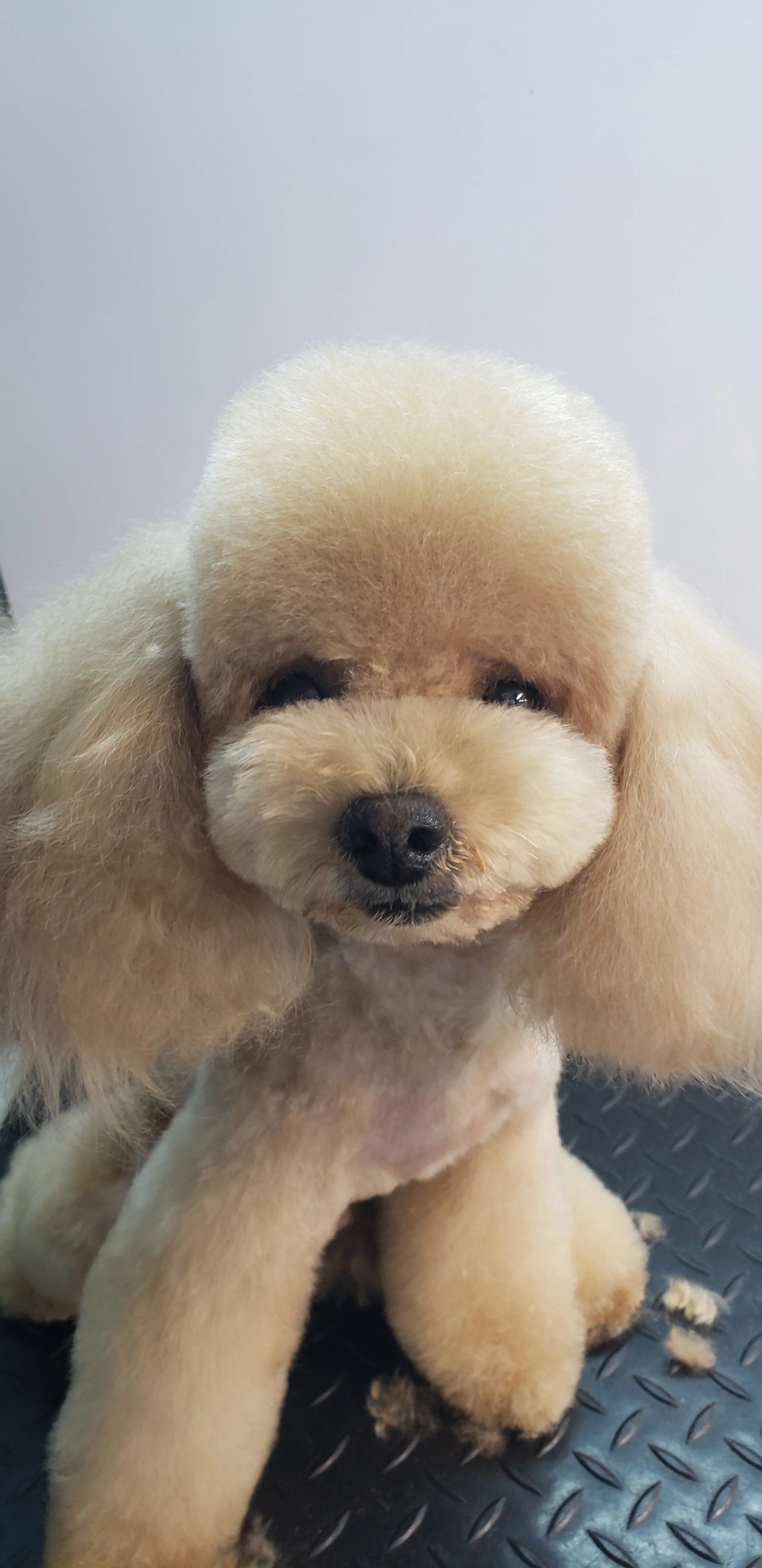 A cute, fluffy, cream-colored Poodle with a rounded face and dark eyes sitting on a black textured surface.