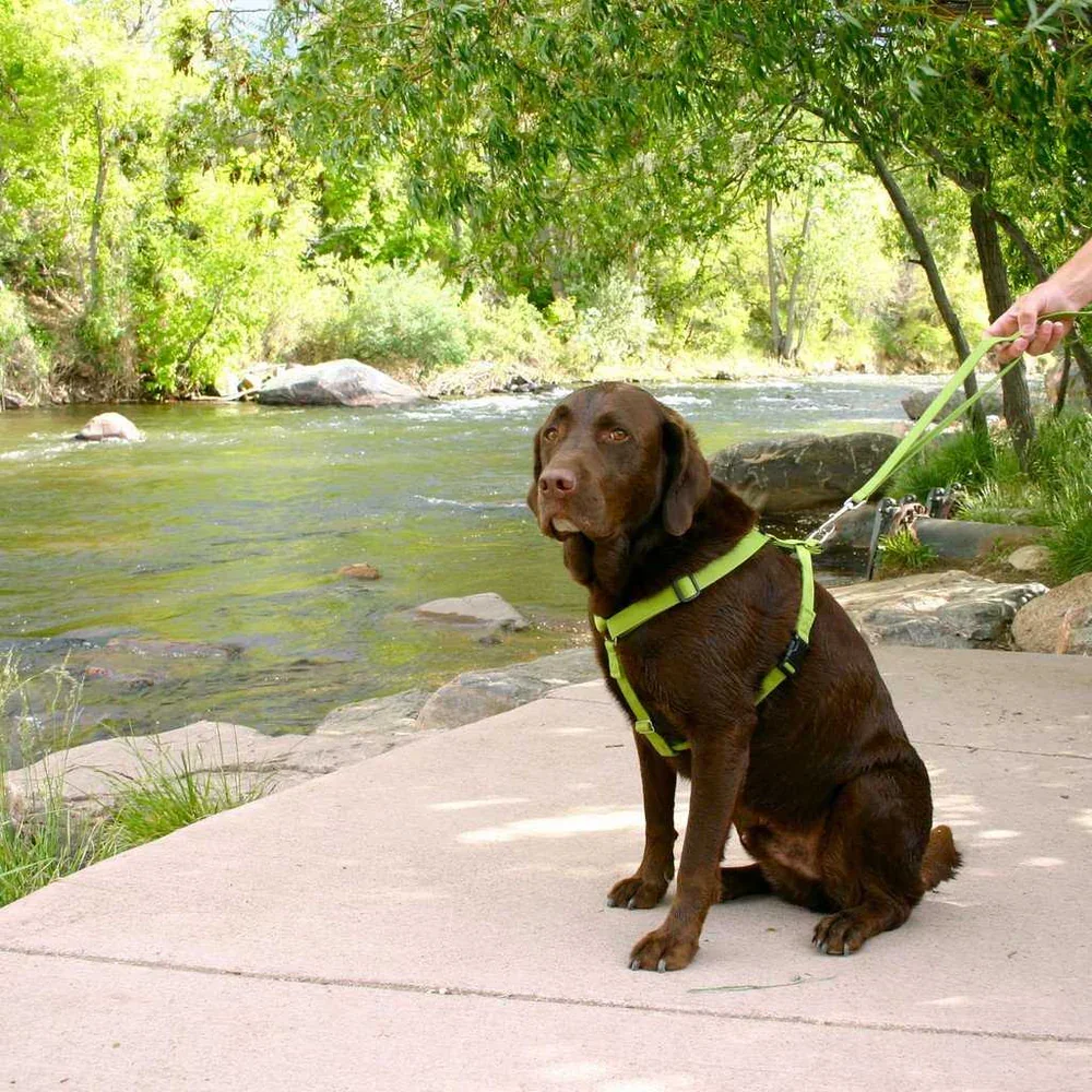 A brown dog sitting on a concrete path beside a river, wearing a bright green harness and leash, with lush green trees and rocks in the background.