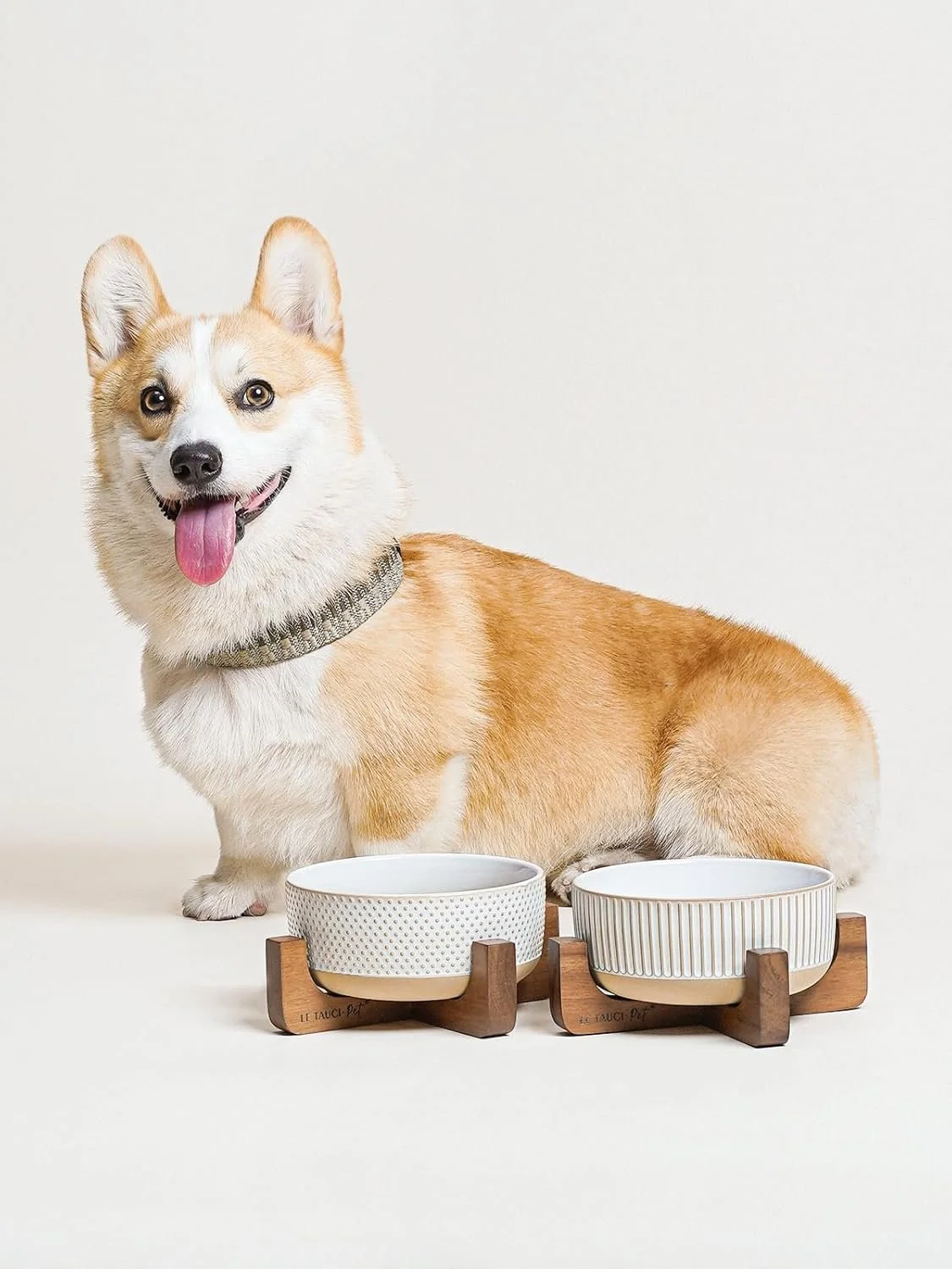 Corgi dog seated behind set of ceramic dog bowls with wood stand