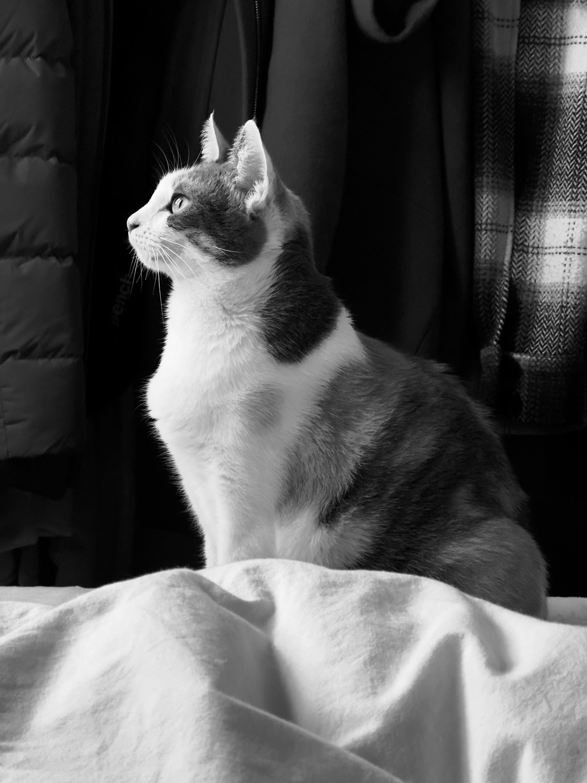 A black-and-white photo of a cat with white fur on its chest and face, and darker fur on its back, sitting upright and gazing to the left. Background includes jackets and a checkered fabric.