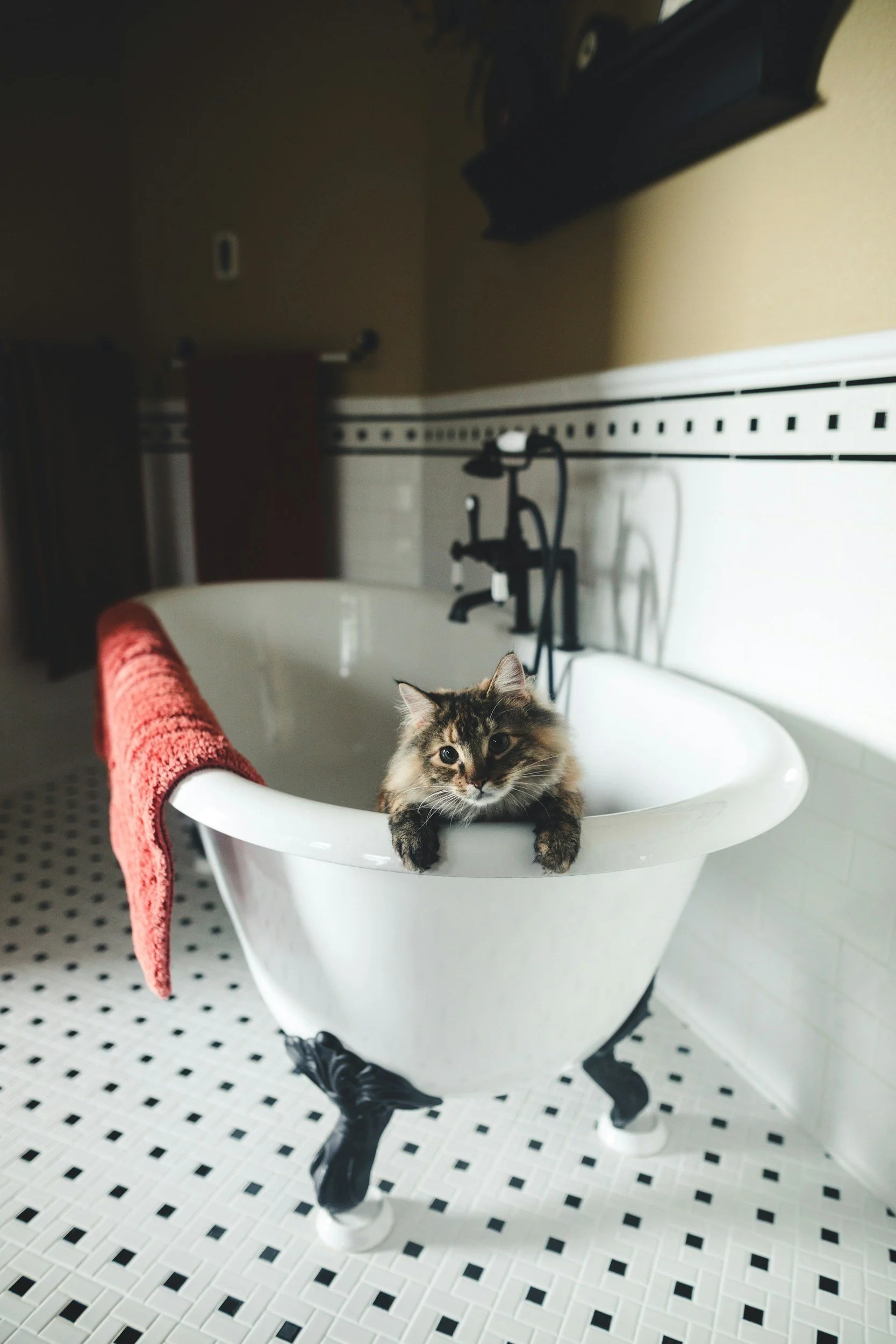 A kitten sitting inside a vintage white clawfoot bathtub in a bathroom with black and white tiled floor, black fixtures, beige walls, and a red towel hanging over the side of the tub.