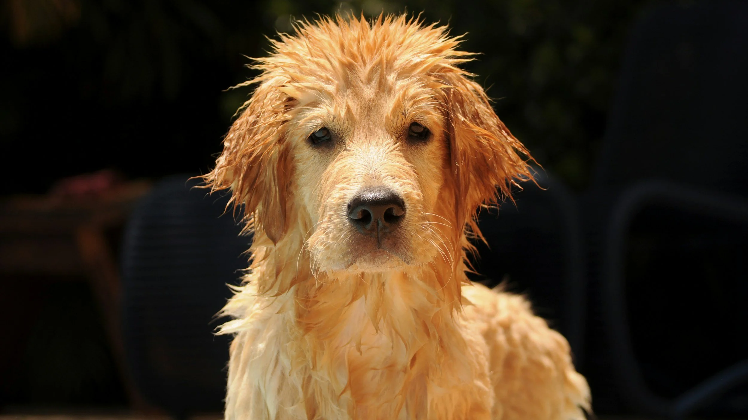 Head shot of Wet Dog