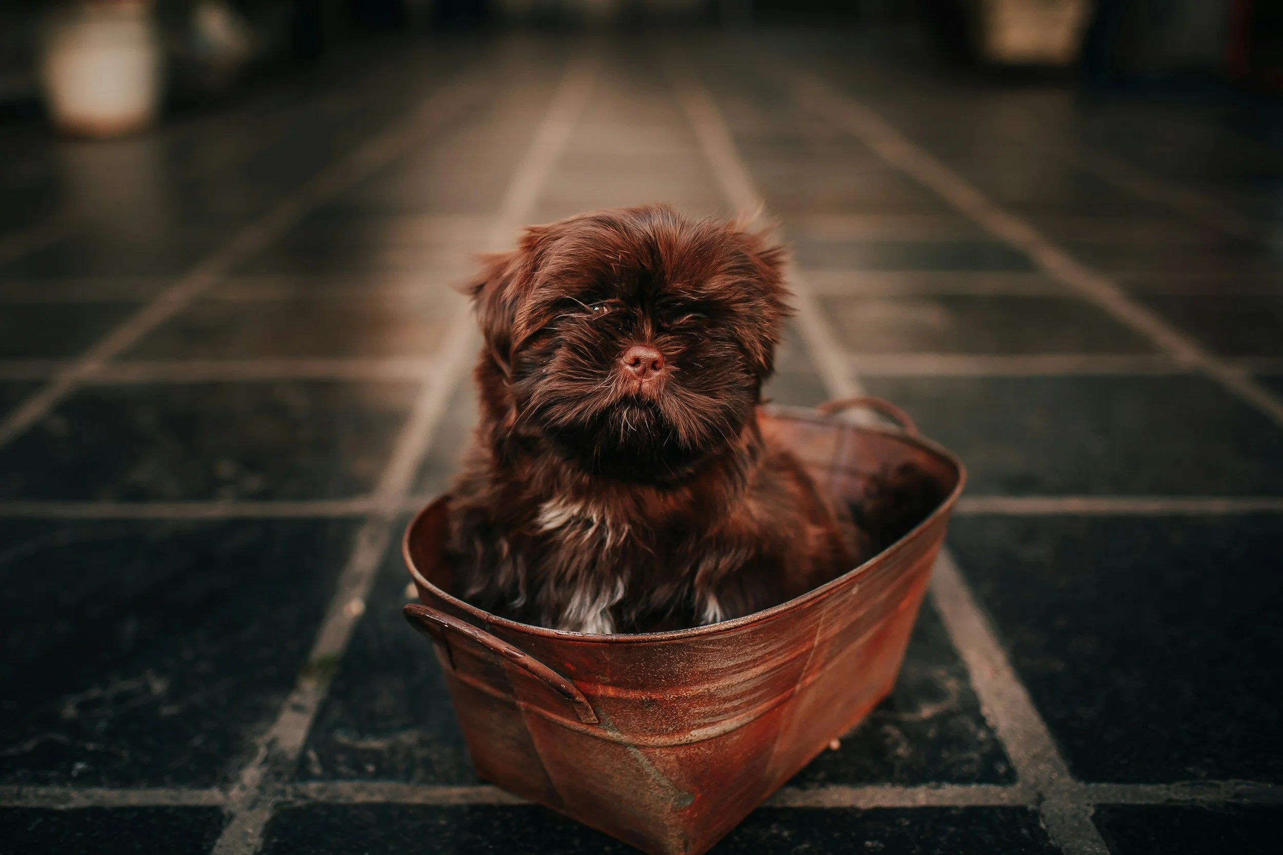 A small brown puppy sitting inside a terra cotta flowerpot on a dark, tiled floor.