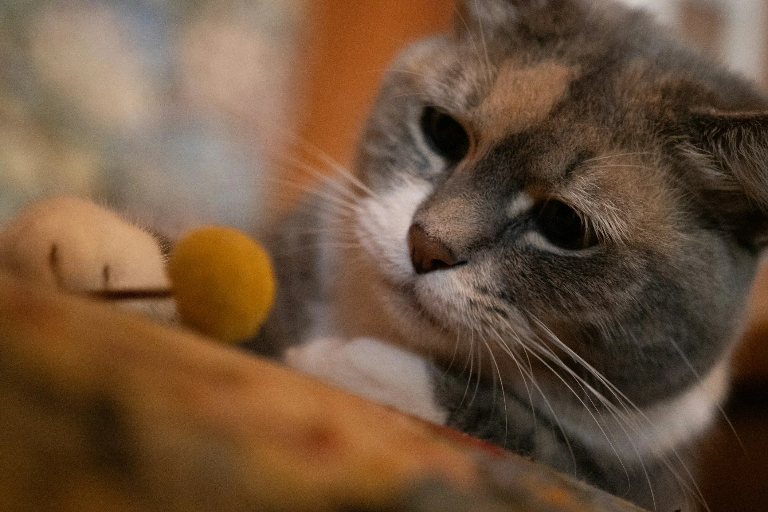 Close-up of a gray tabby cat resting its head on a soft surface, with a blurred orange object in the foreground.