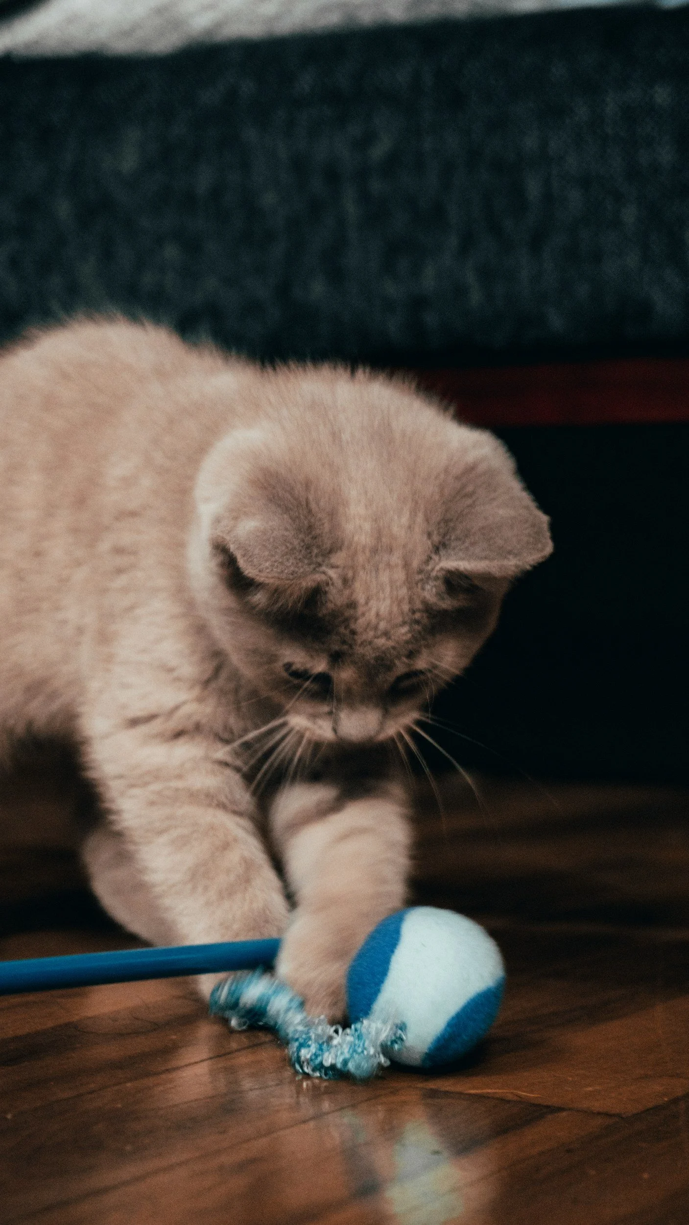 A beige kitten playing with a blue and white ball on a wooden floor, partially hidden under a piece of furniture.