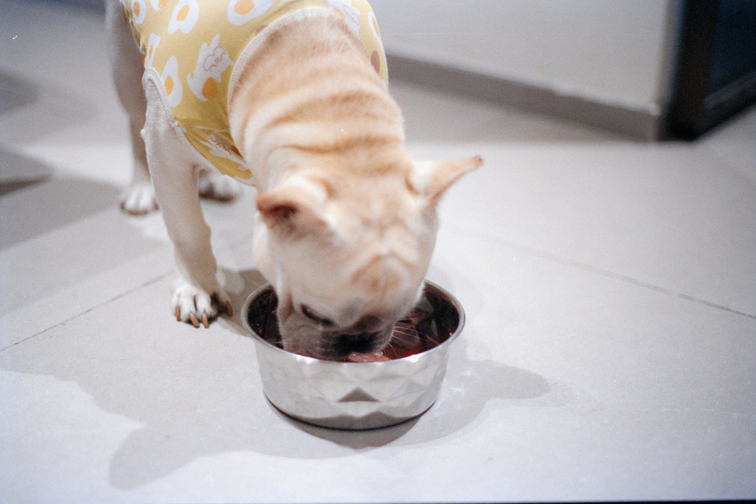 A dog wearing a yellow sweater with a bunny pattern eating from a silver bowl on a white surface.