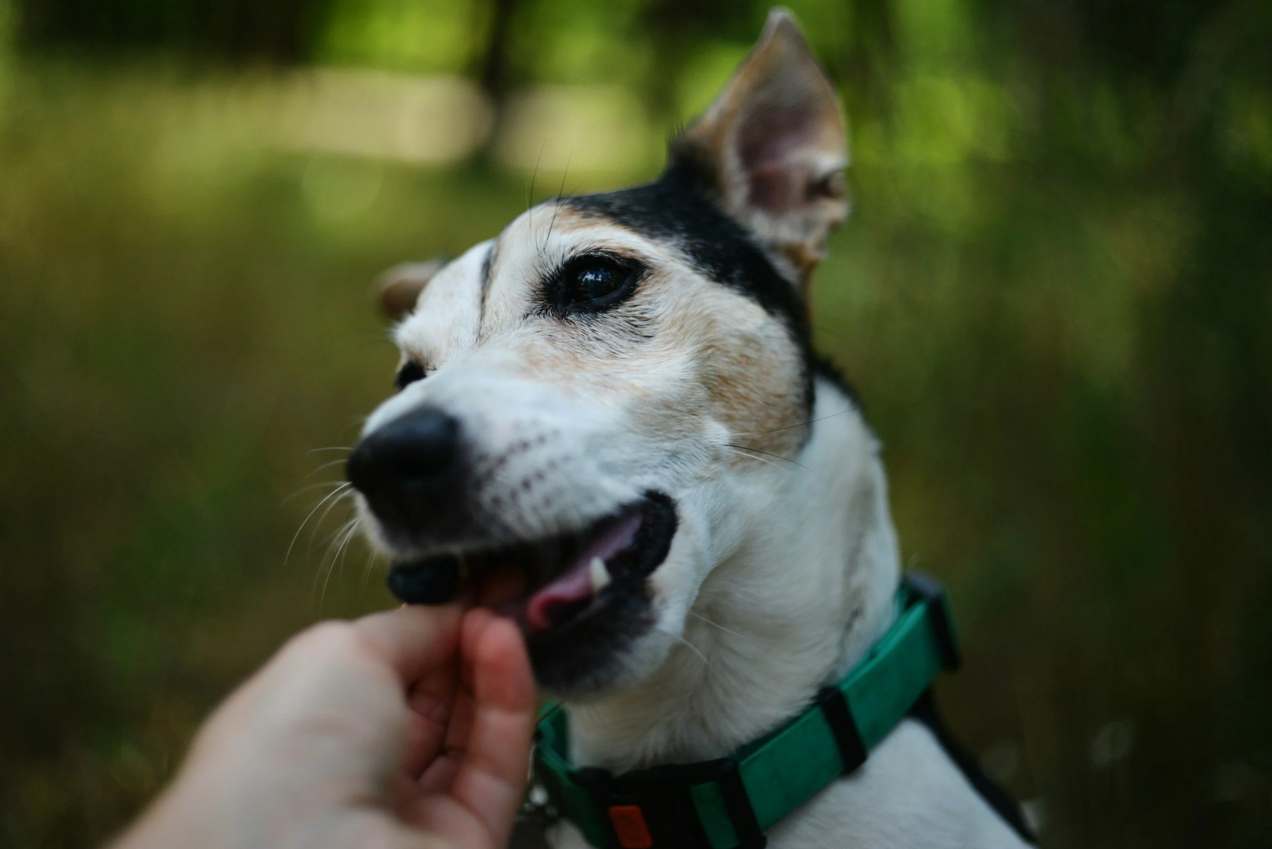 Close-up of a playful dog with a white coat and black markings, wearing a green harness, being petted by a person's hand.