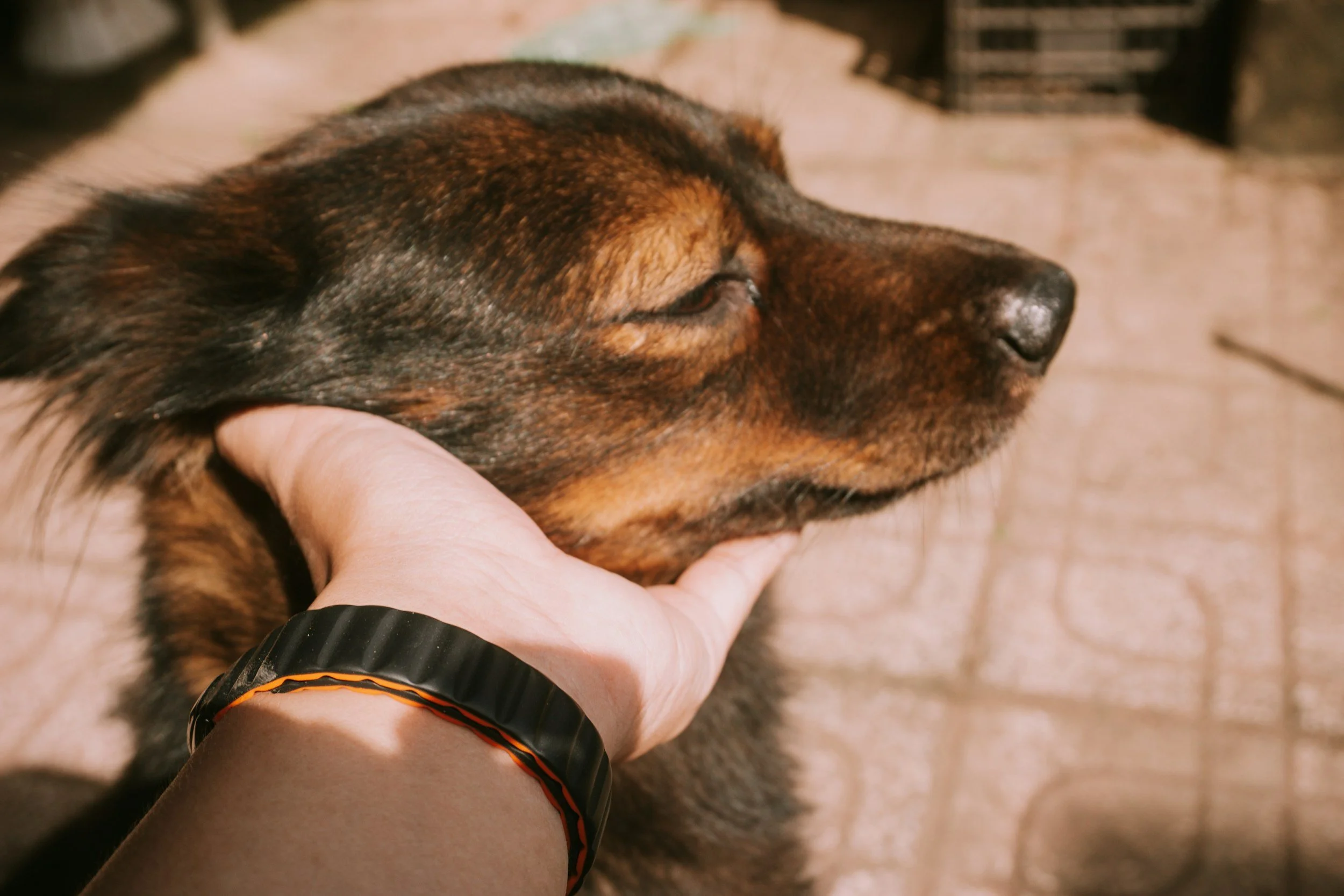 A person gently holding a sleeping dog with a black and orange collar, in an indoor setting.