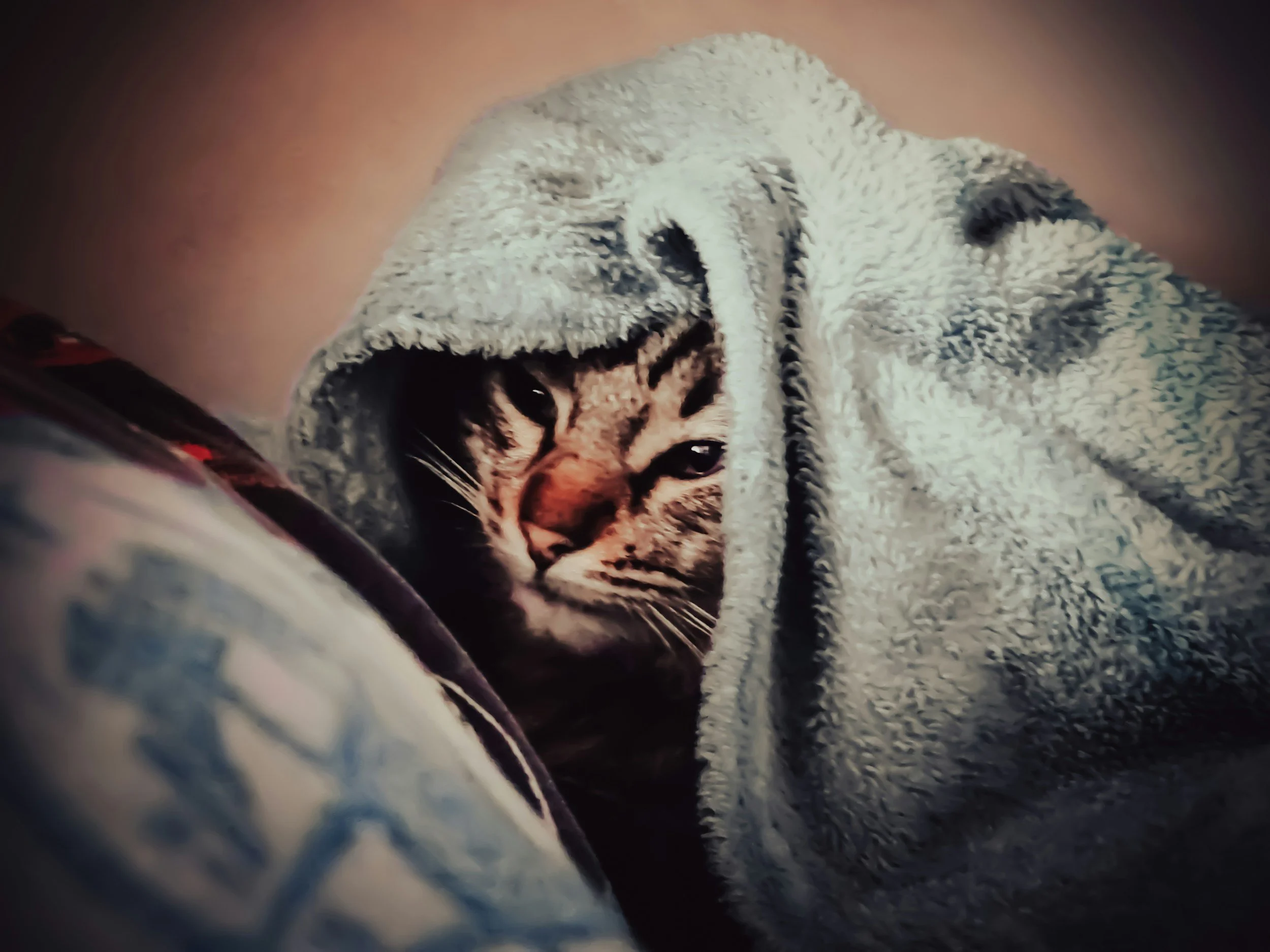 Close-up of a tabby cat wrapped in a towel, resting on a soft surface indoors.