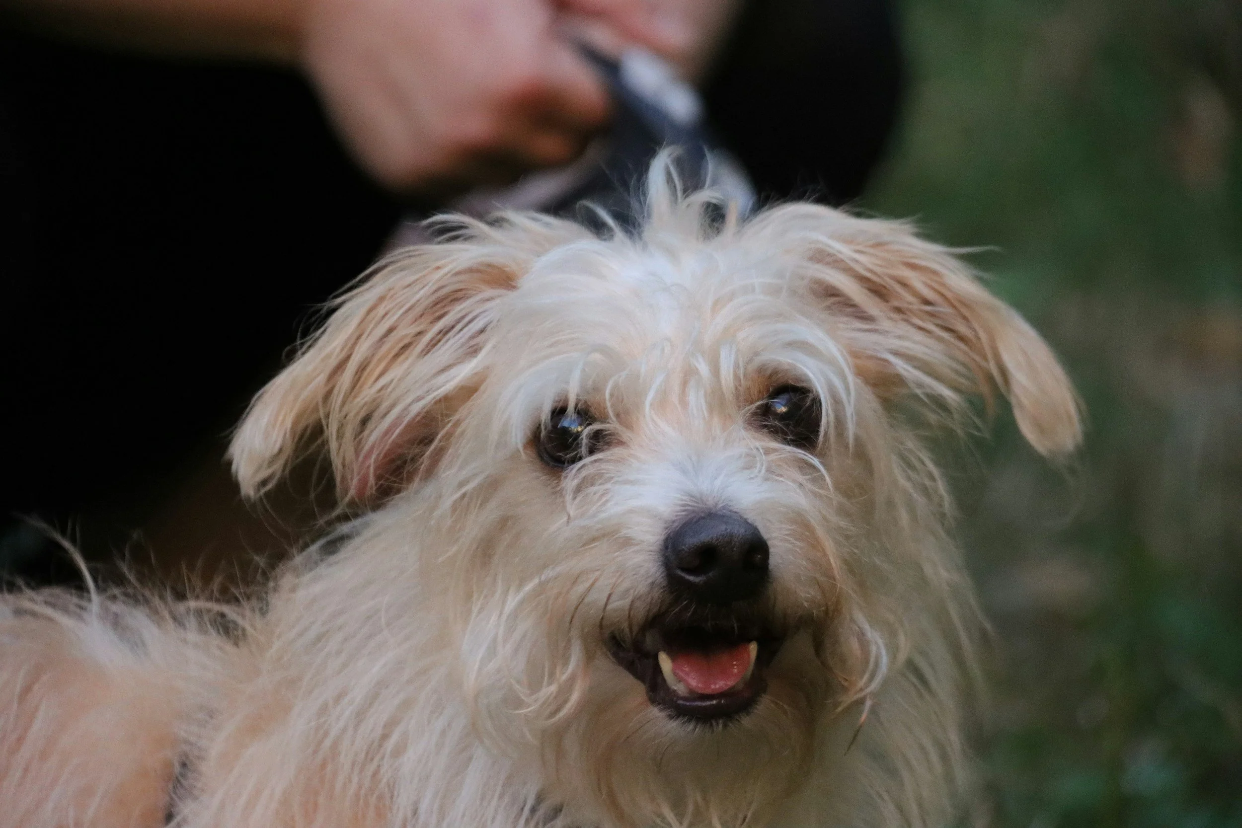 Close-up of a light-colored, fluffy dog with curly fur, looking at the camera with bright eyes and an open mouth, and a person's face partially visible in the background.
