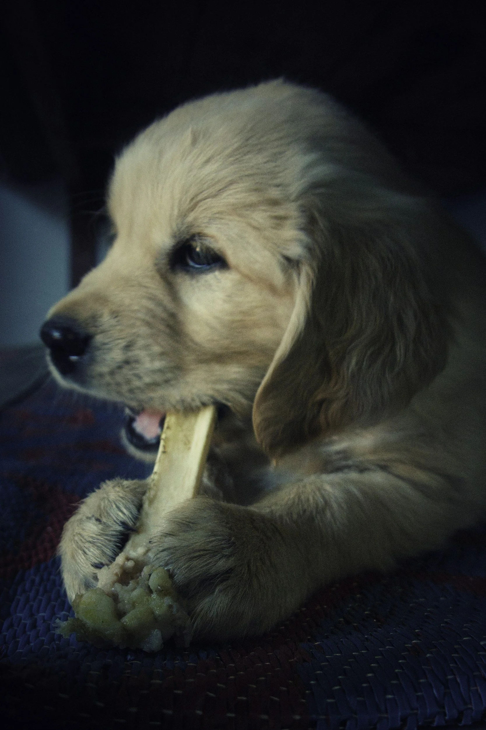 Golden retriever puppy chewing on a bone while lying on a woven mat.