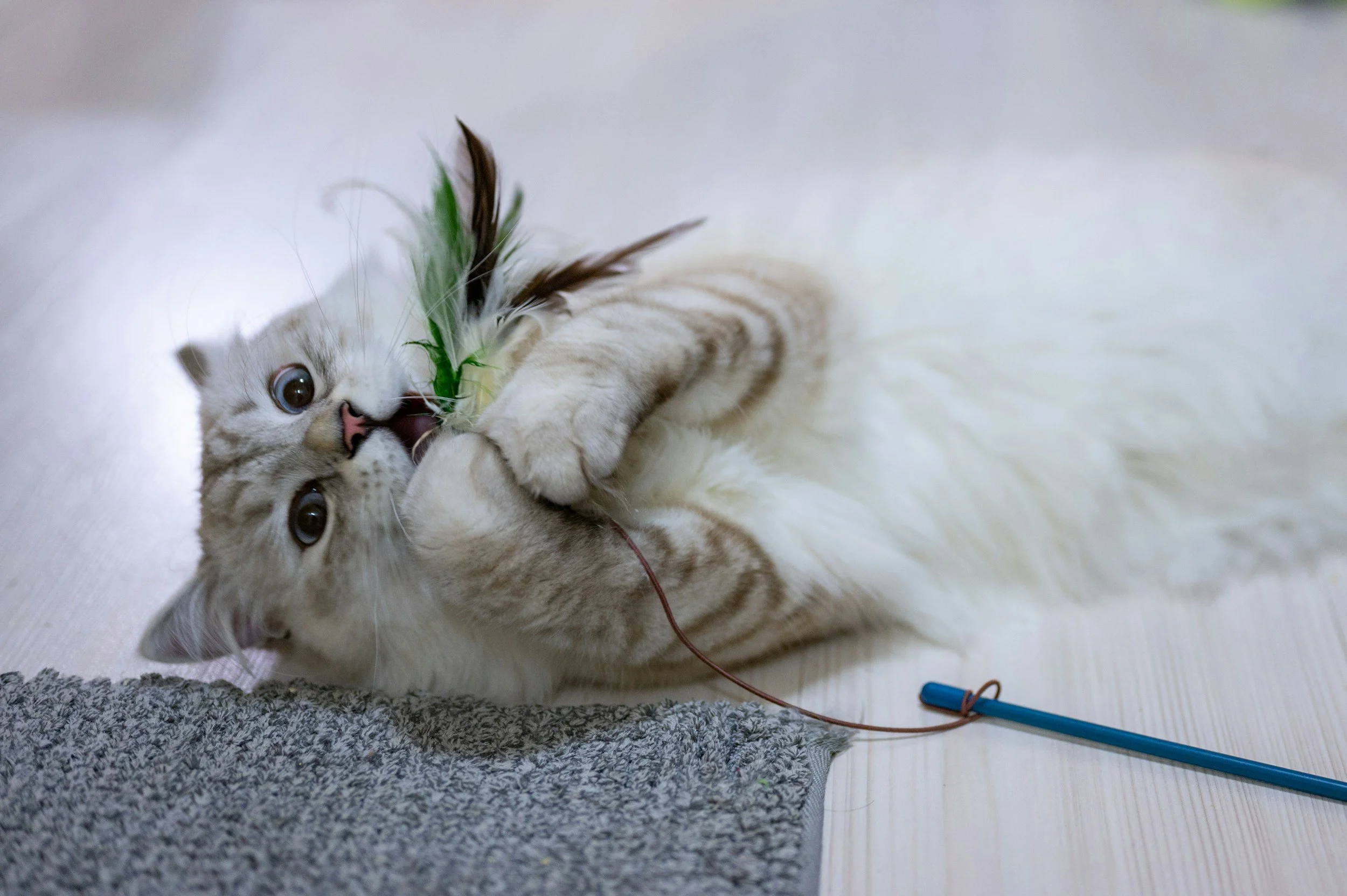 A playful kitten with light fur and darker markings playing with a green feather toy lying on its back on a soft surface.